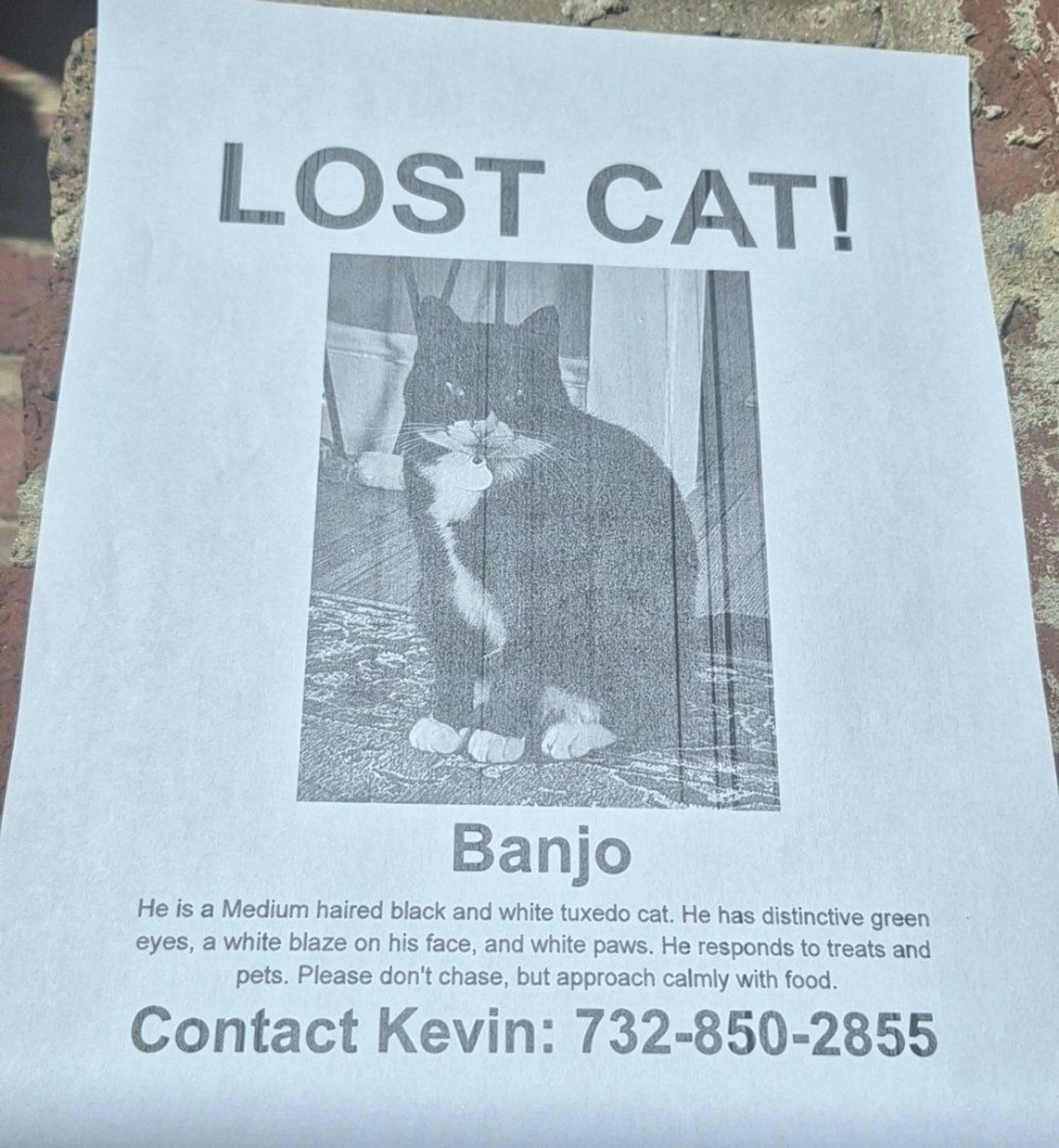 Lost pet