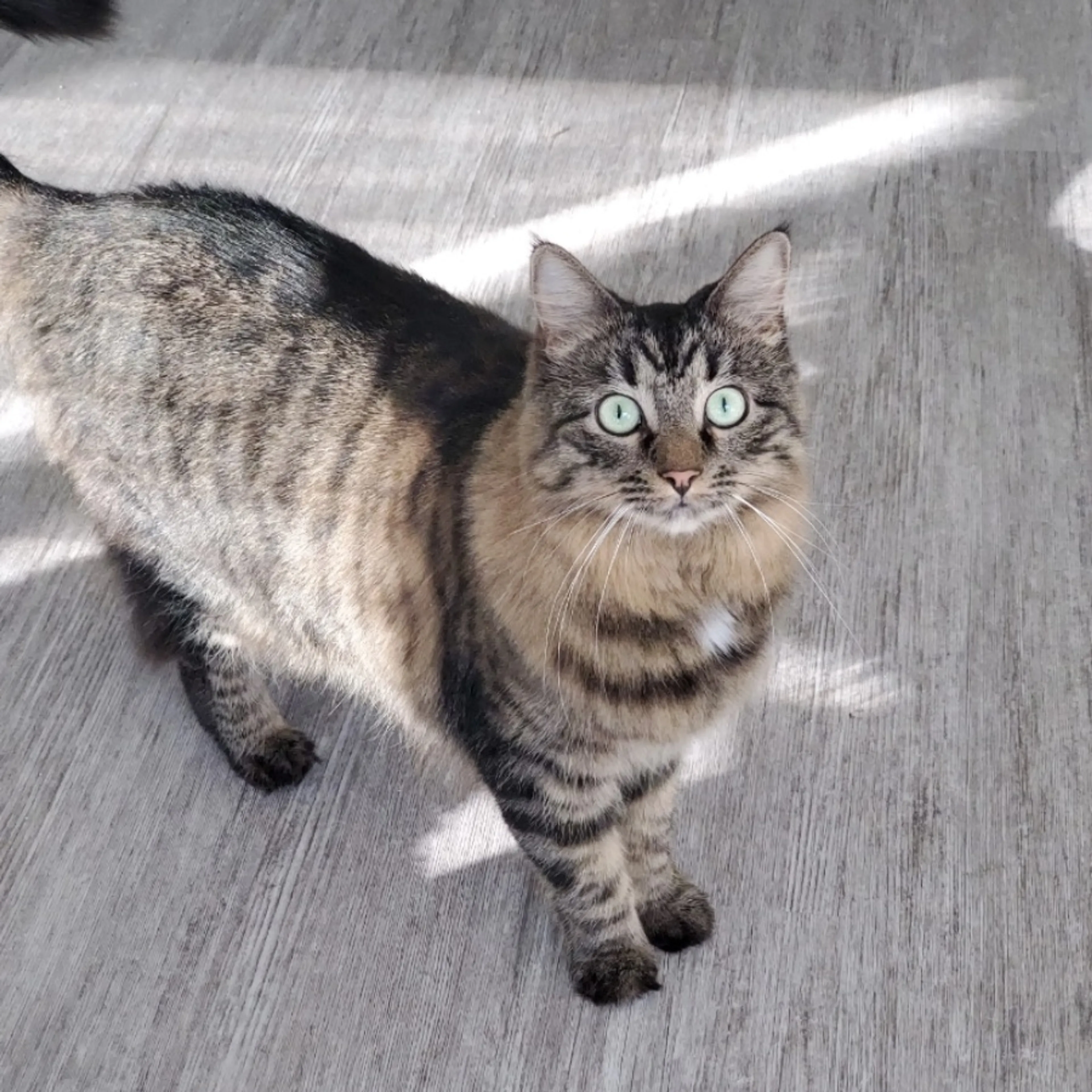Lost pet-0