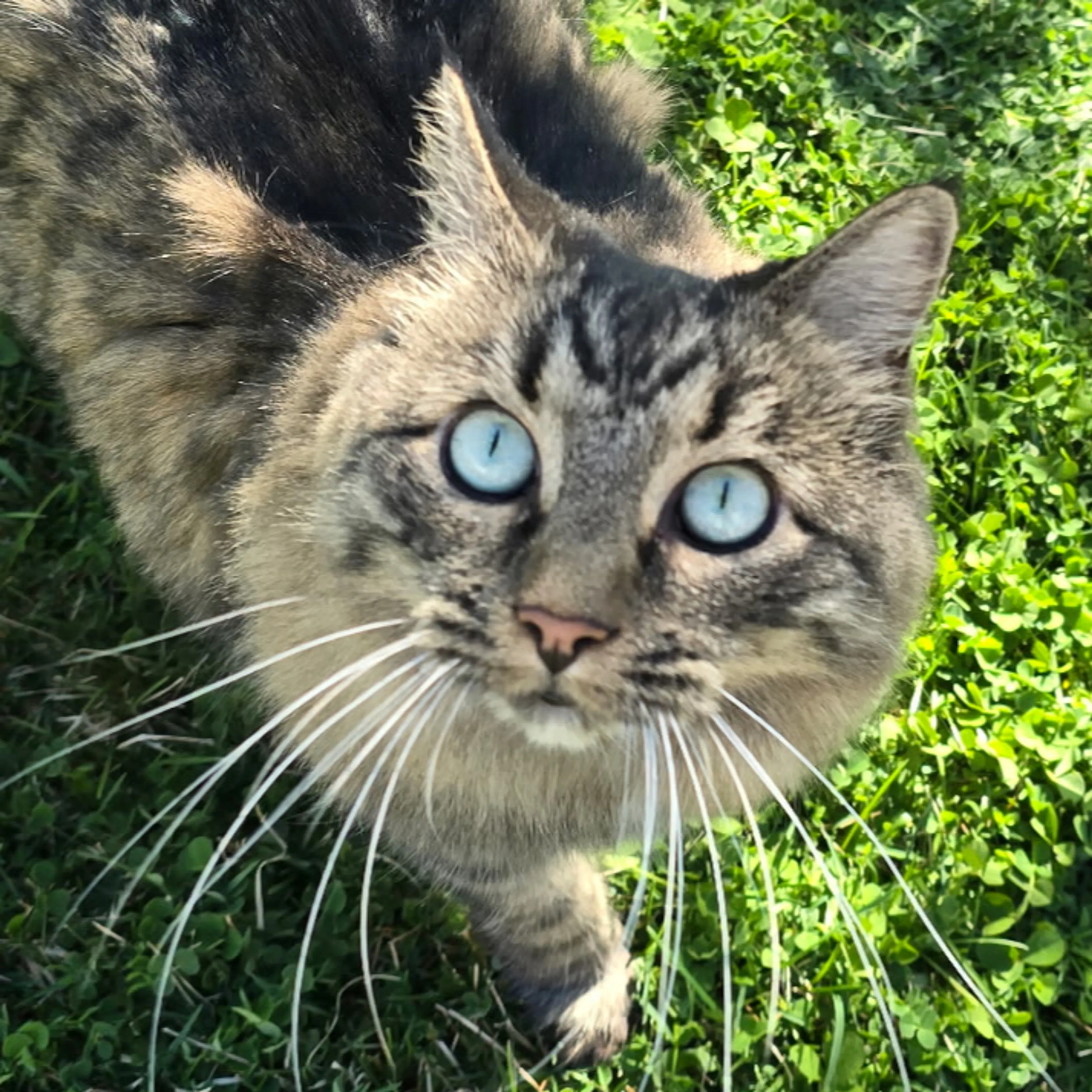 Lost pet-1