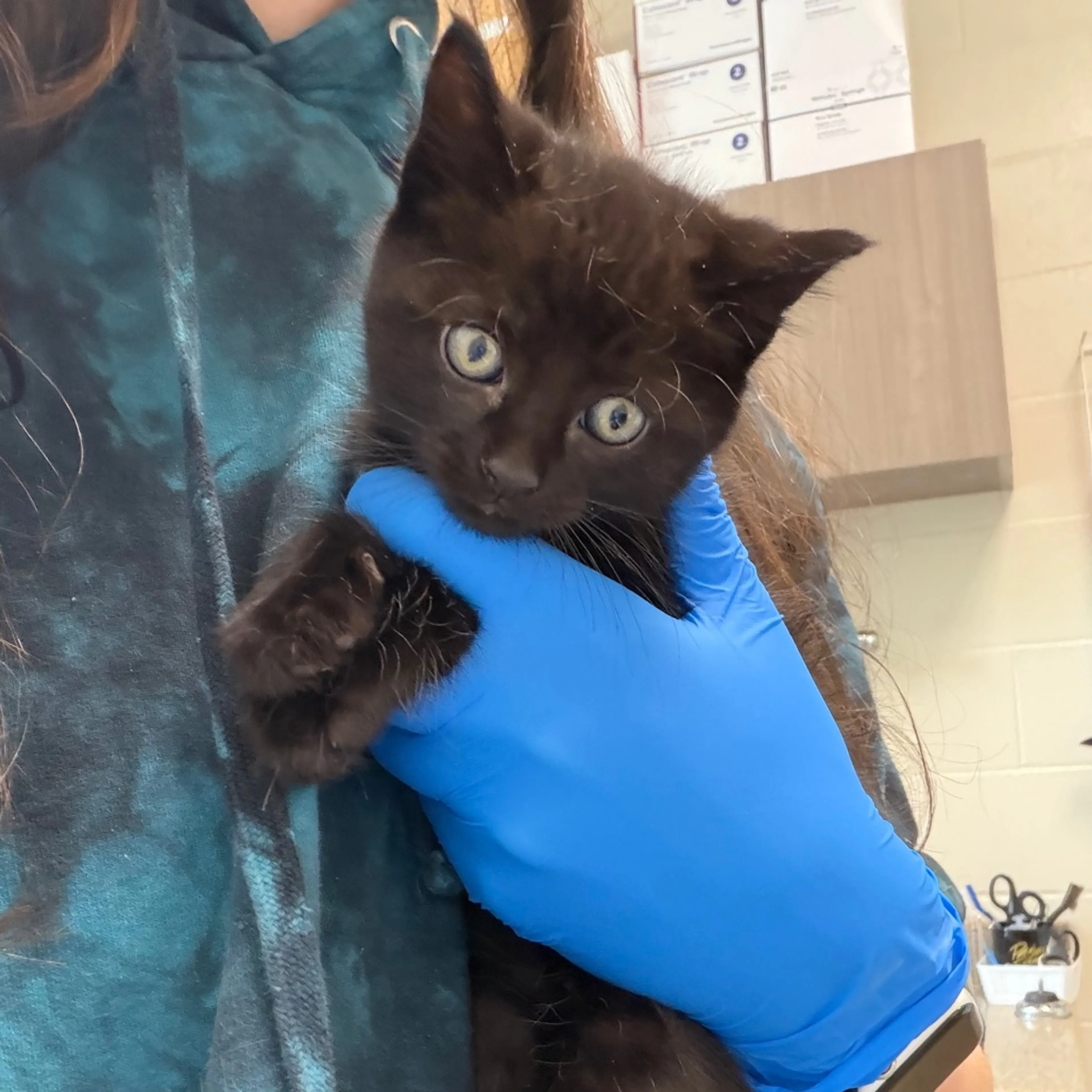 Found pet