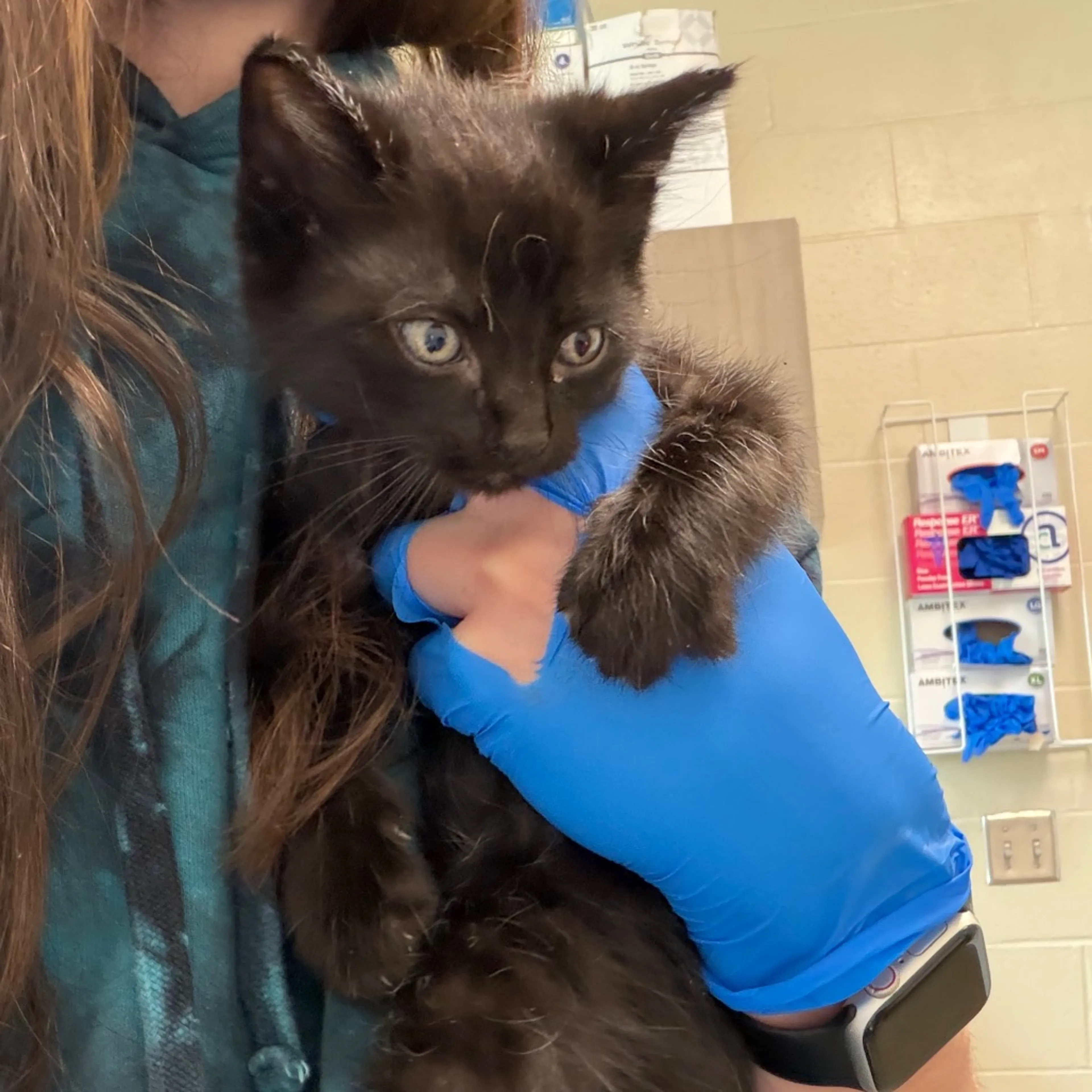 Found pet