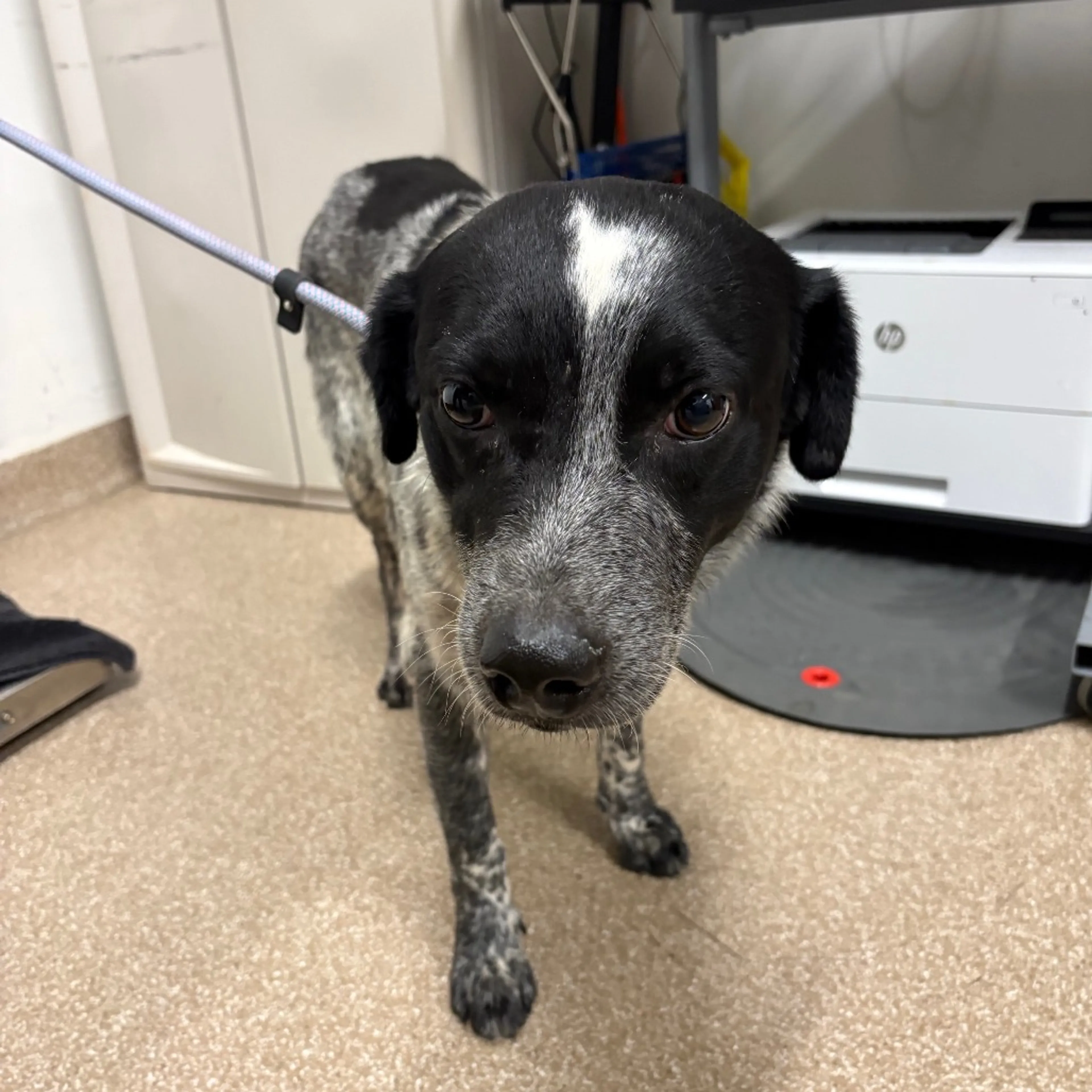 Found pet
