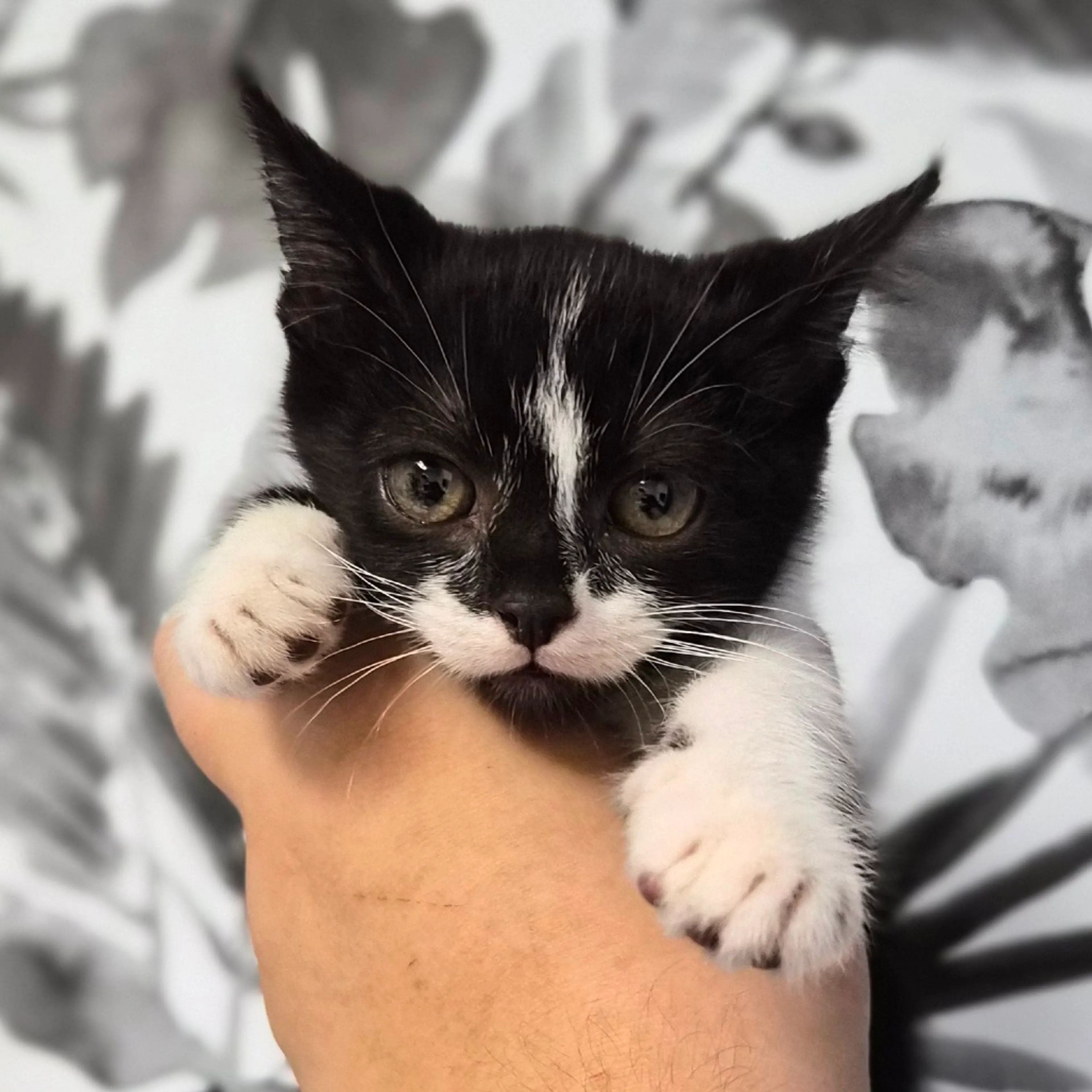 Found pet
