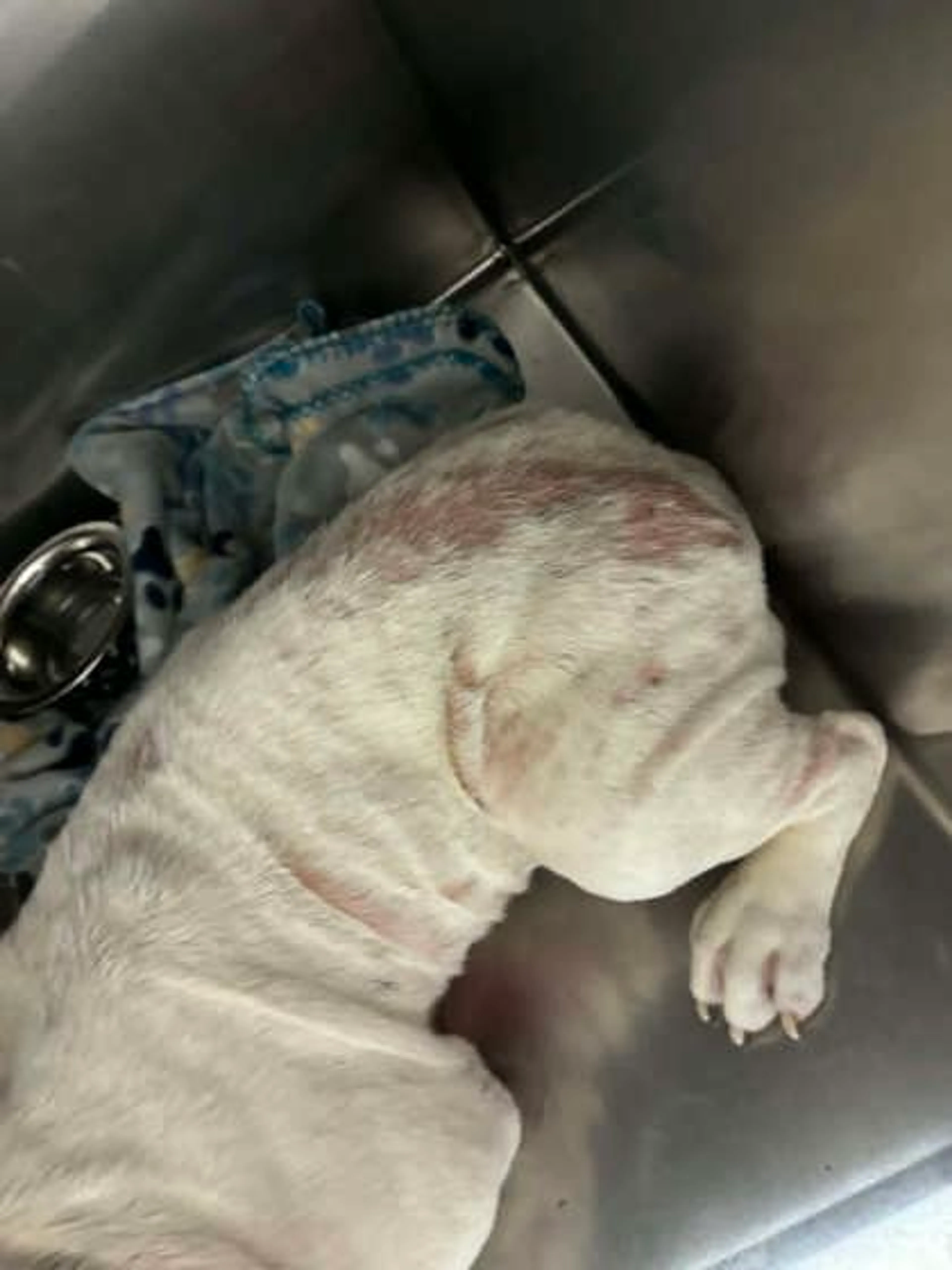 Found pet-1