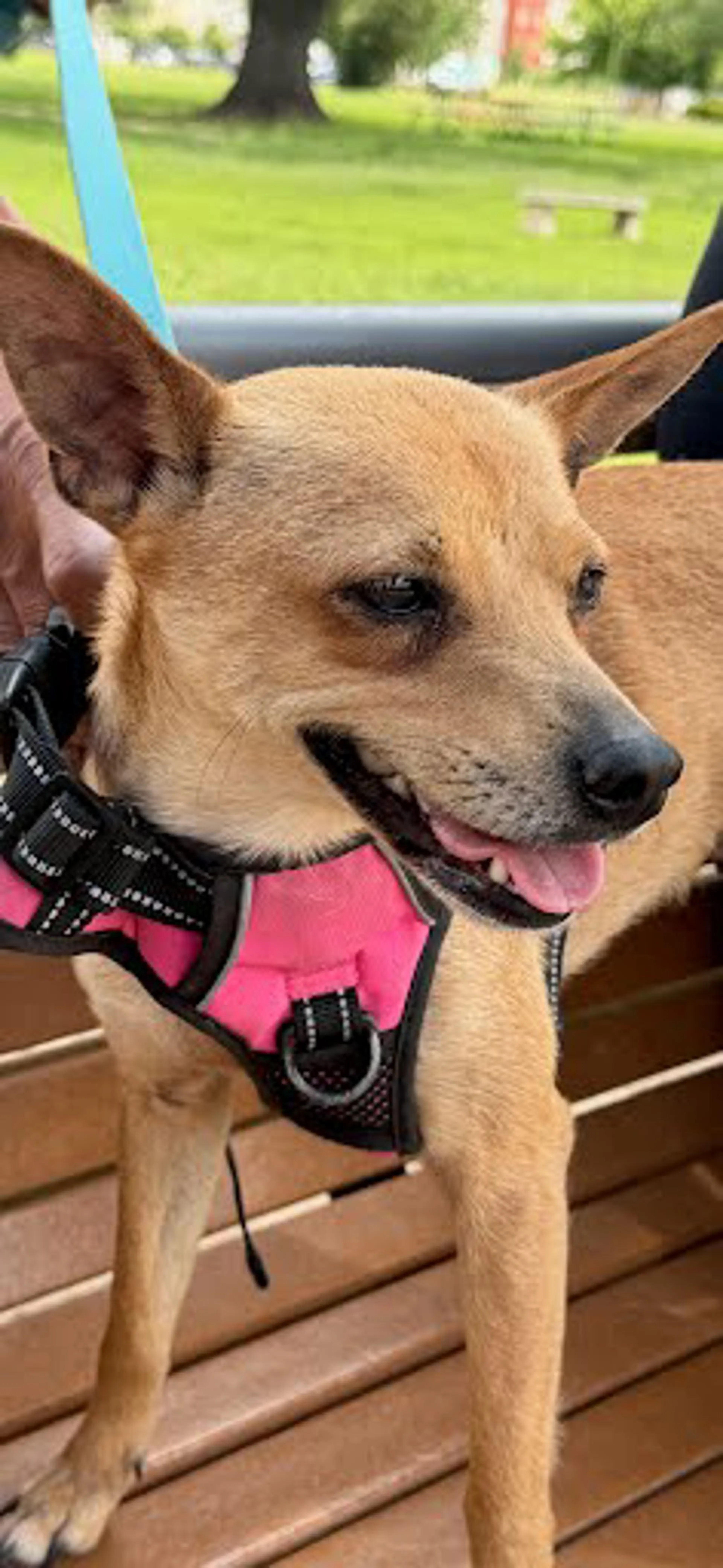 Found pet