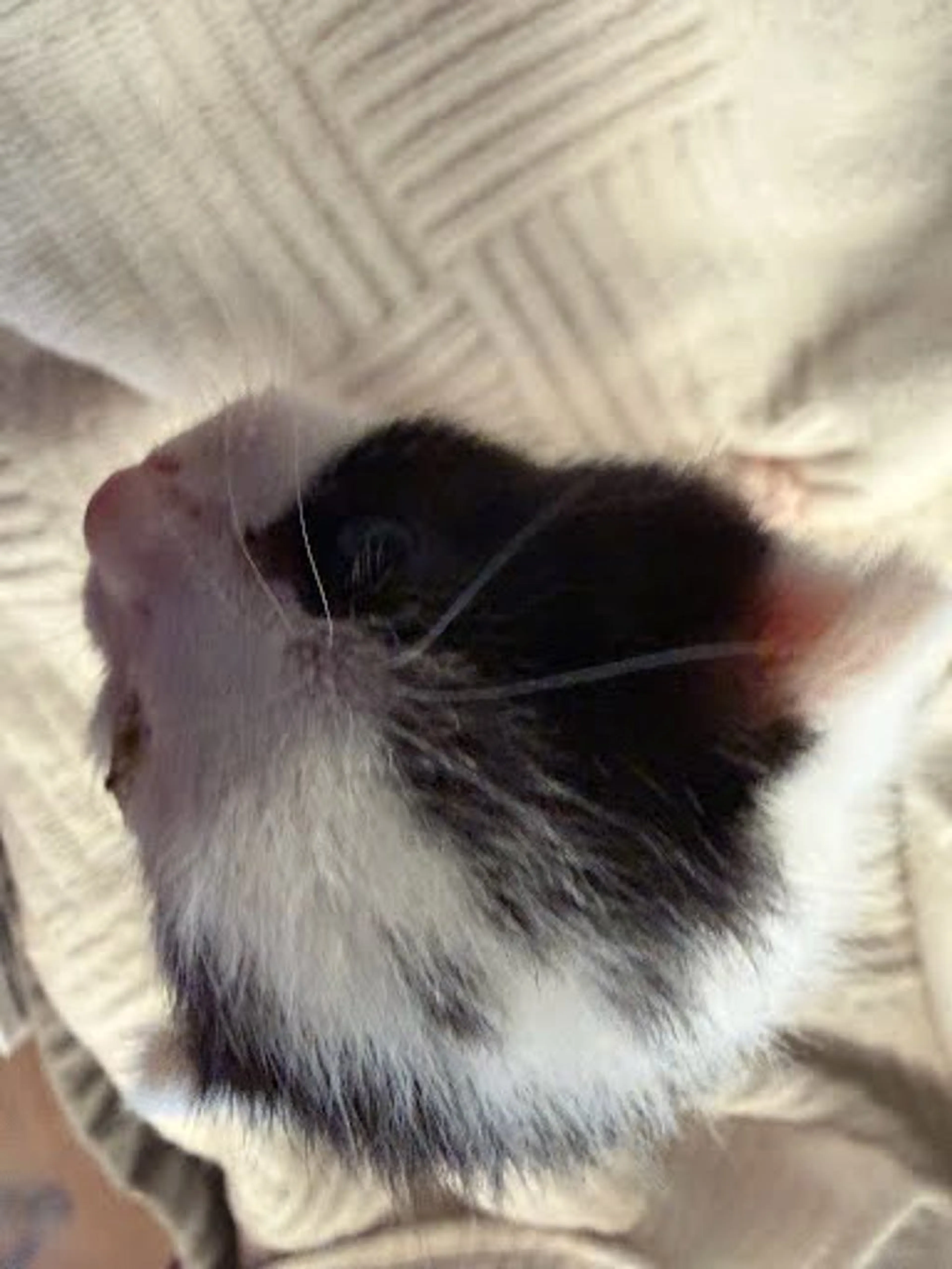Found pet
