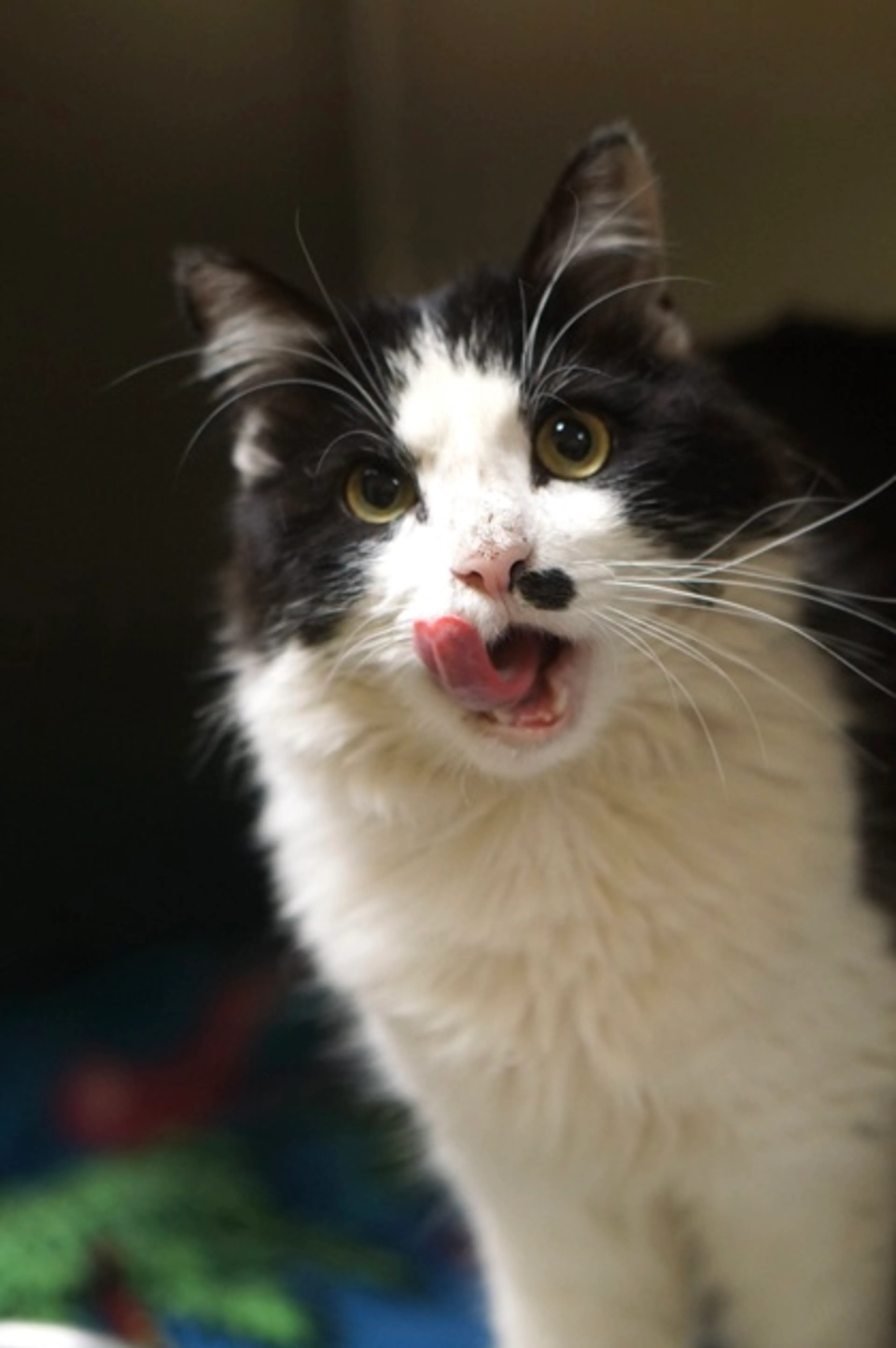Found pet-1