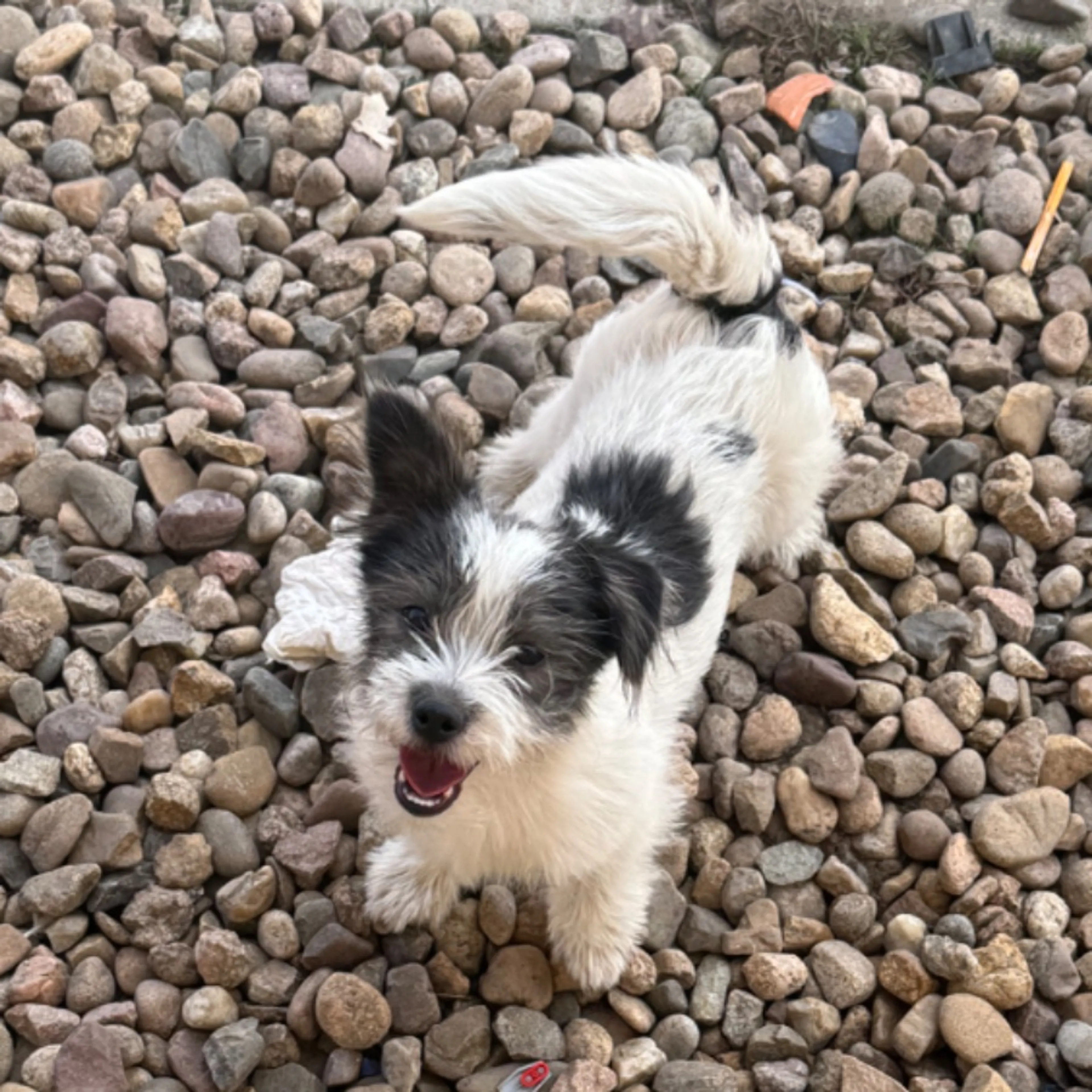 Lost pet-0
