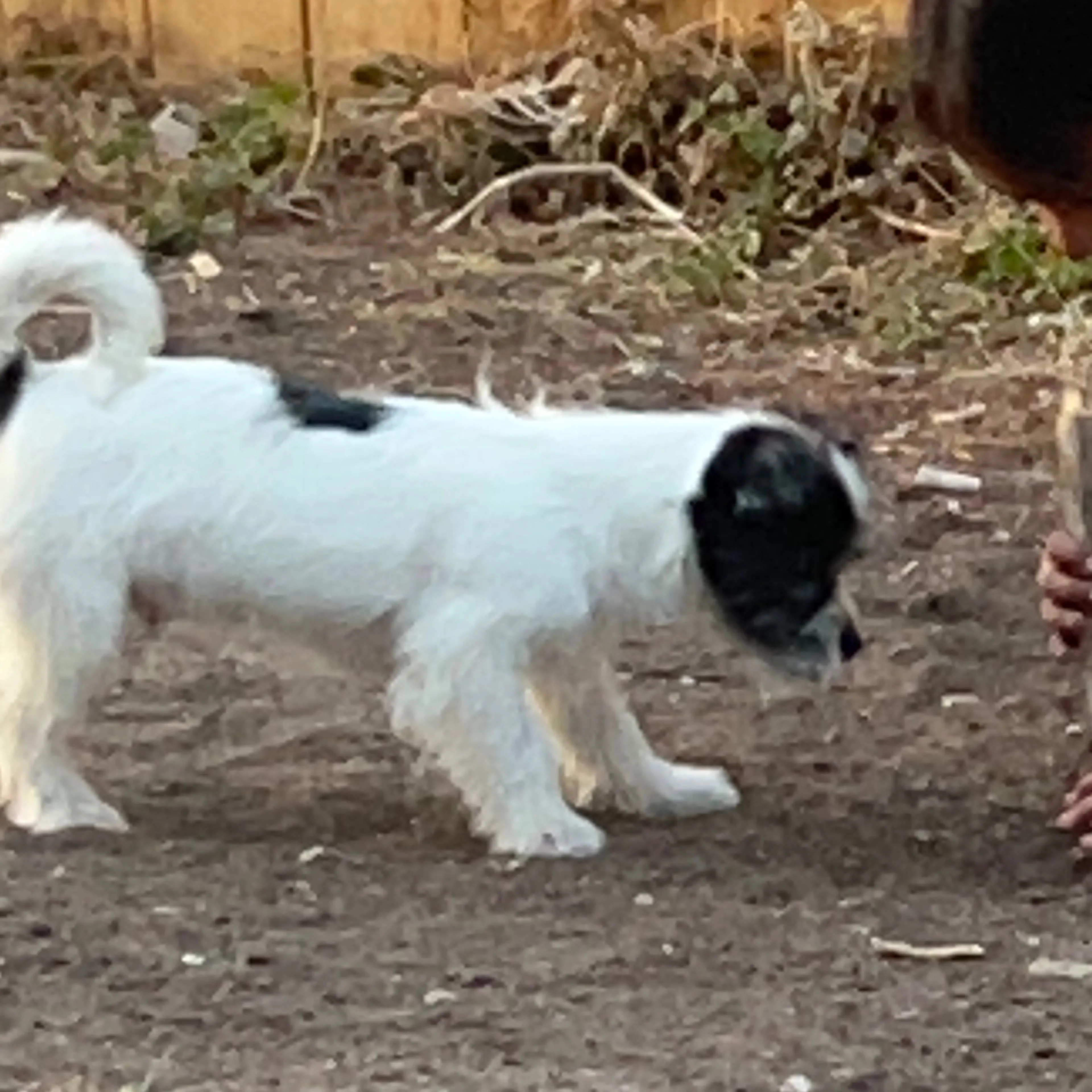 Lost pet-1