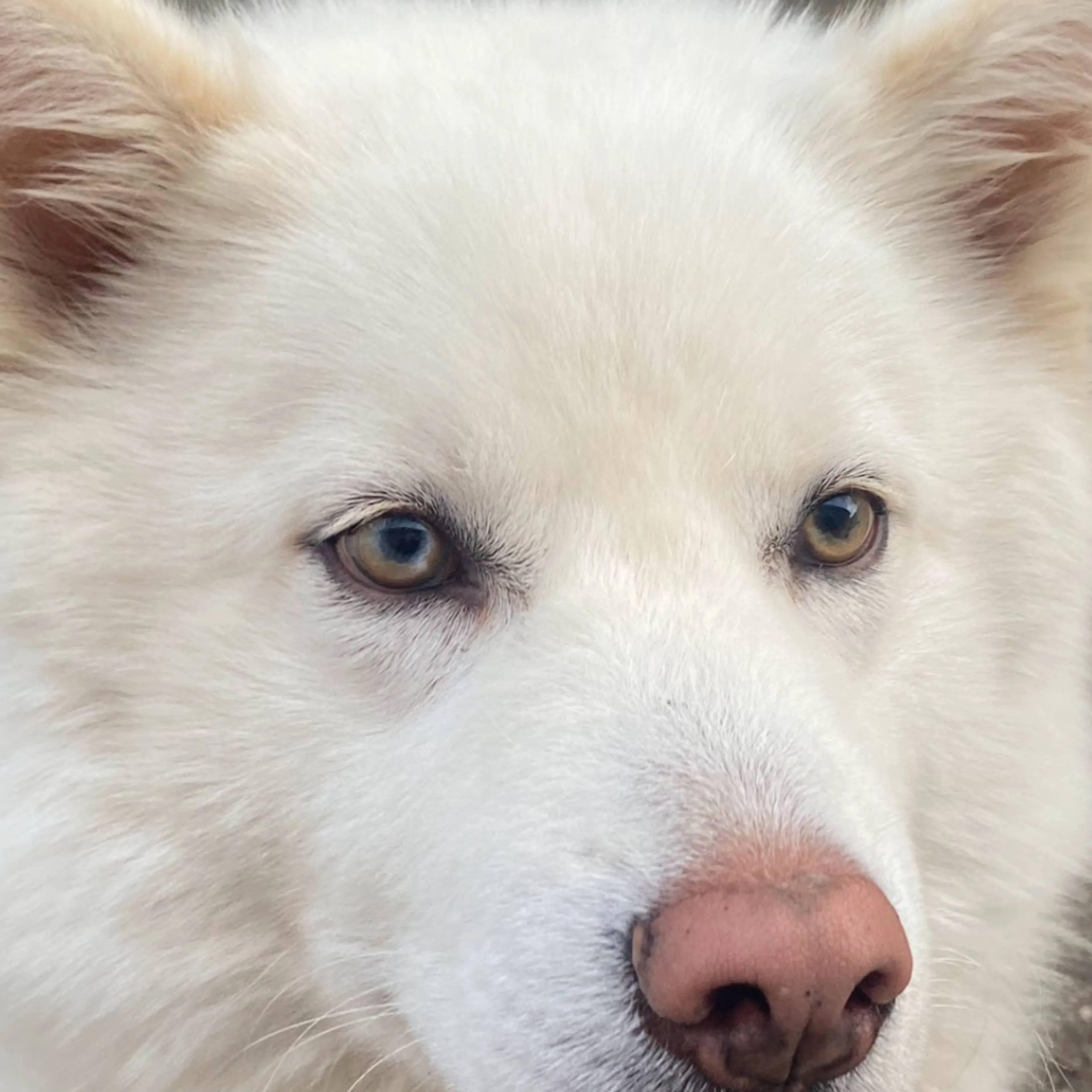 Lost pet-2