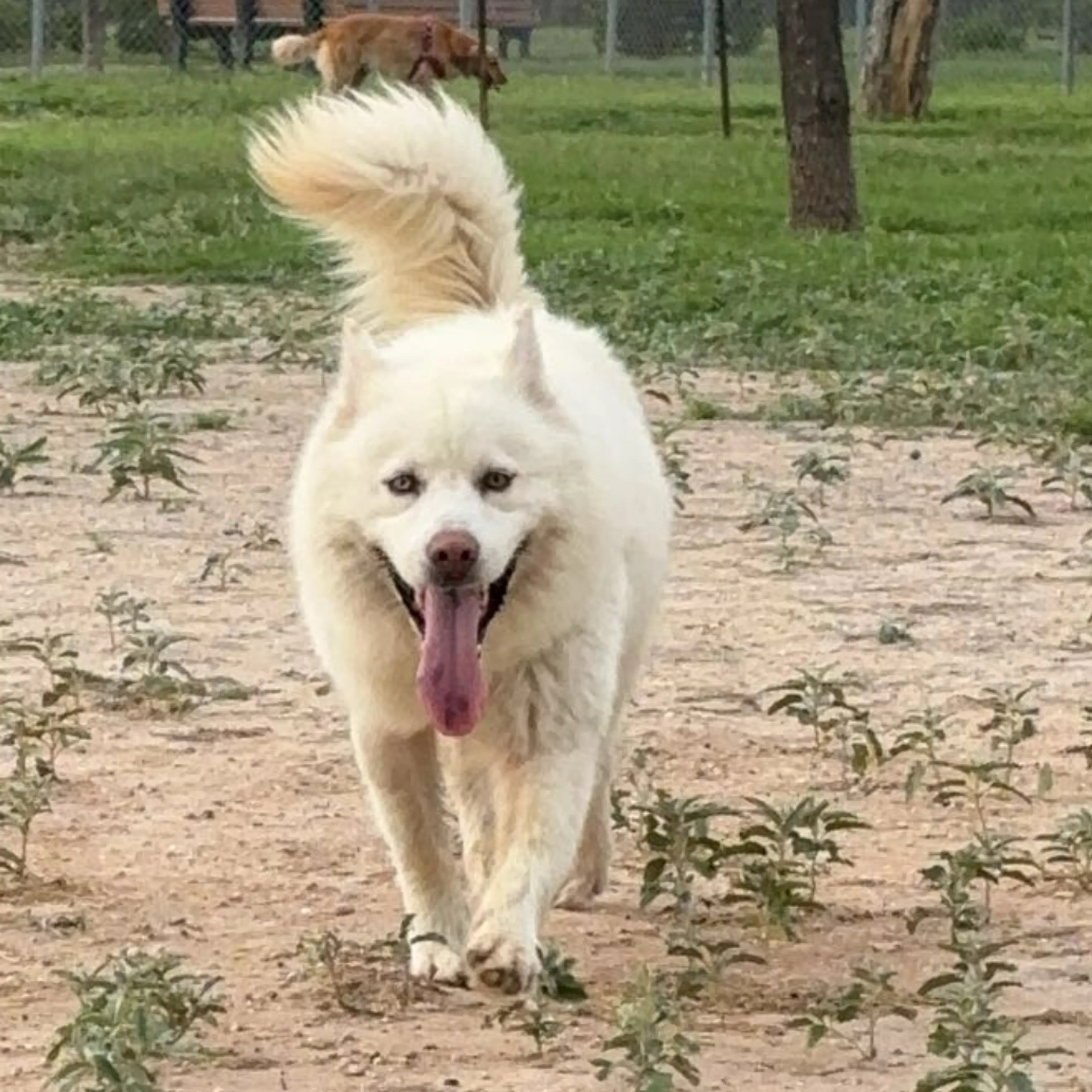 Lost pet-1