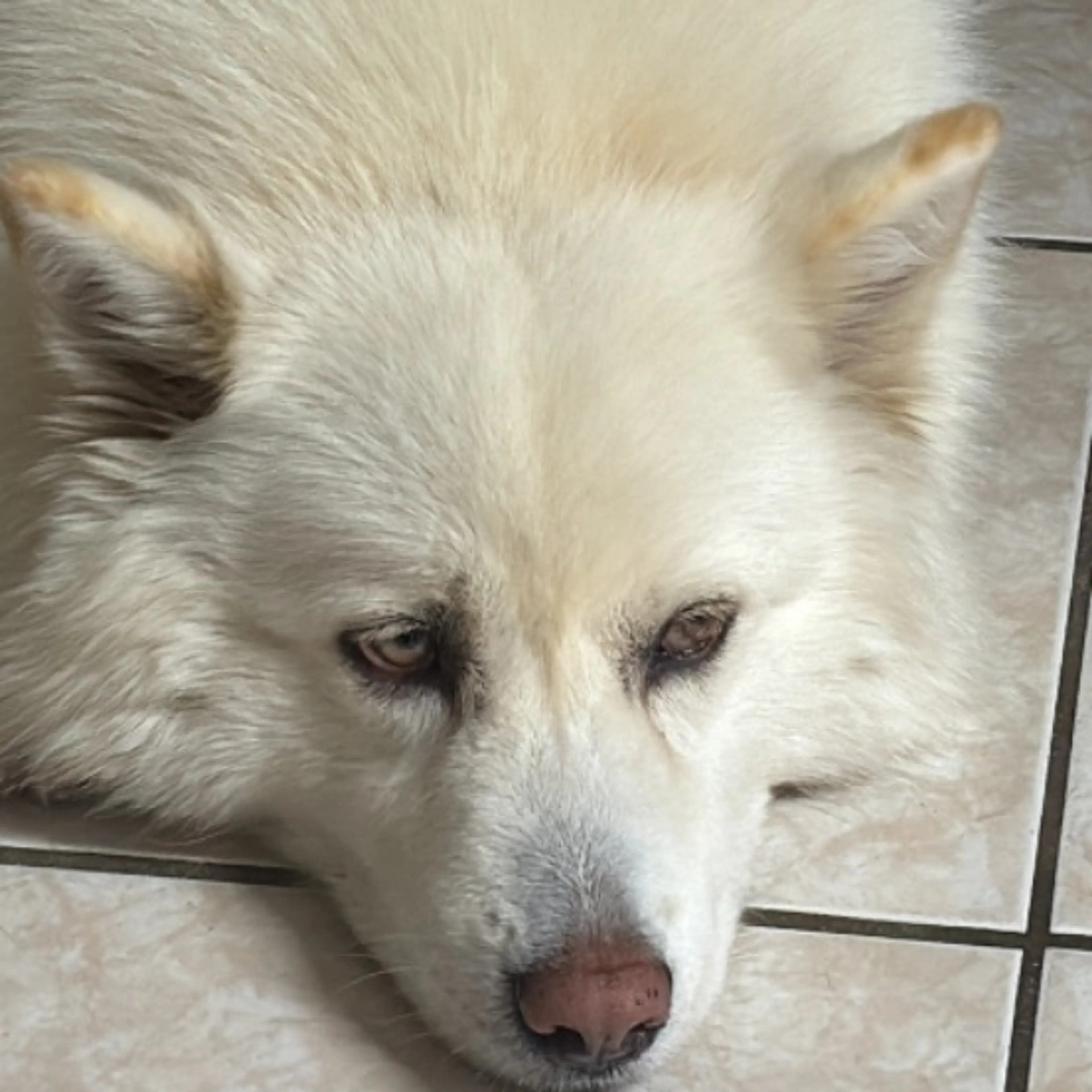Lost pet-0