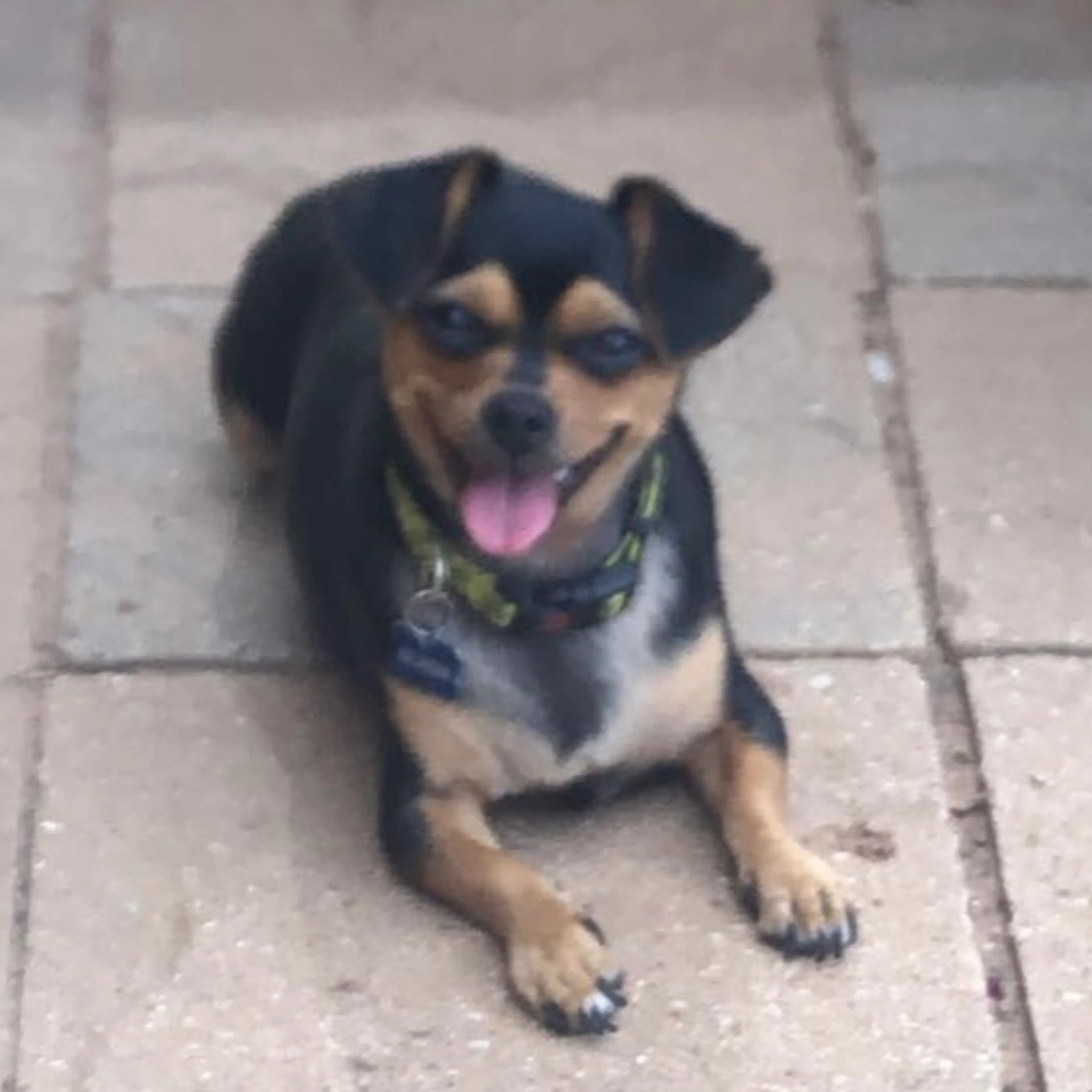 Lost pet-2