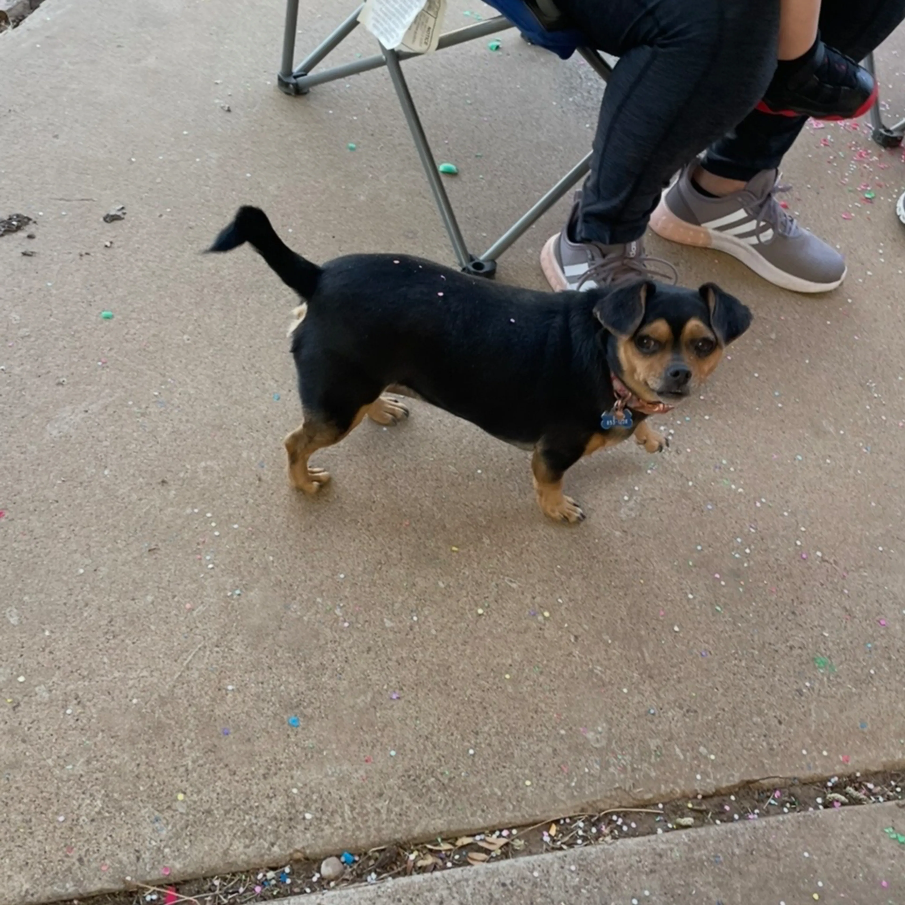 Lost pet-1