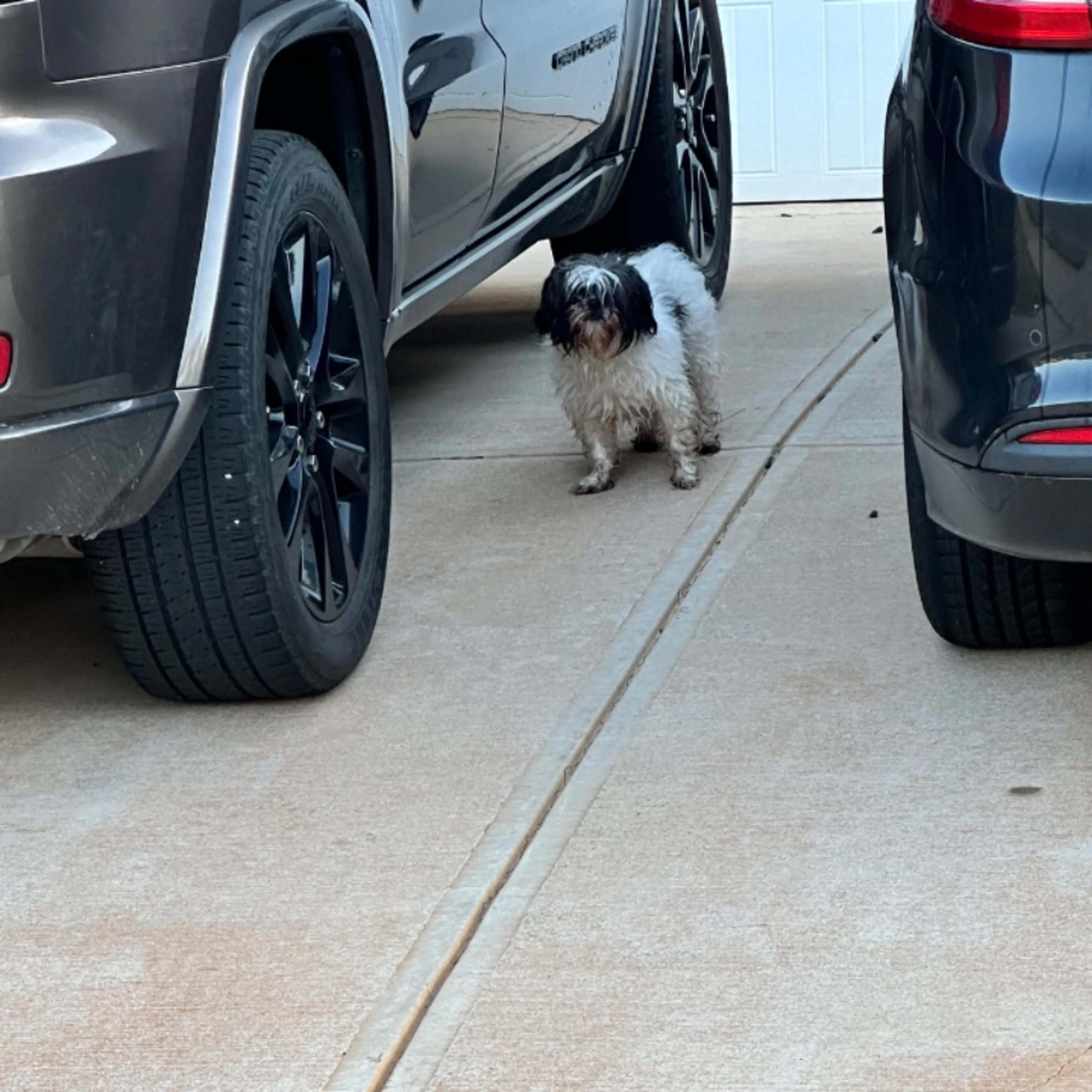 Found pet