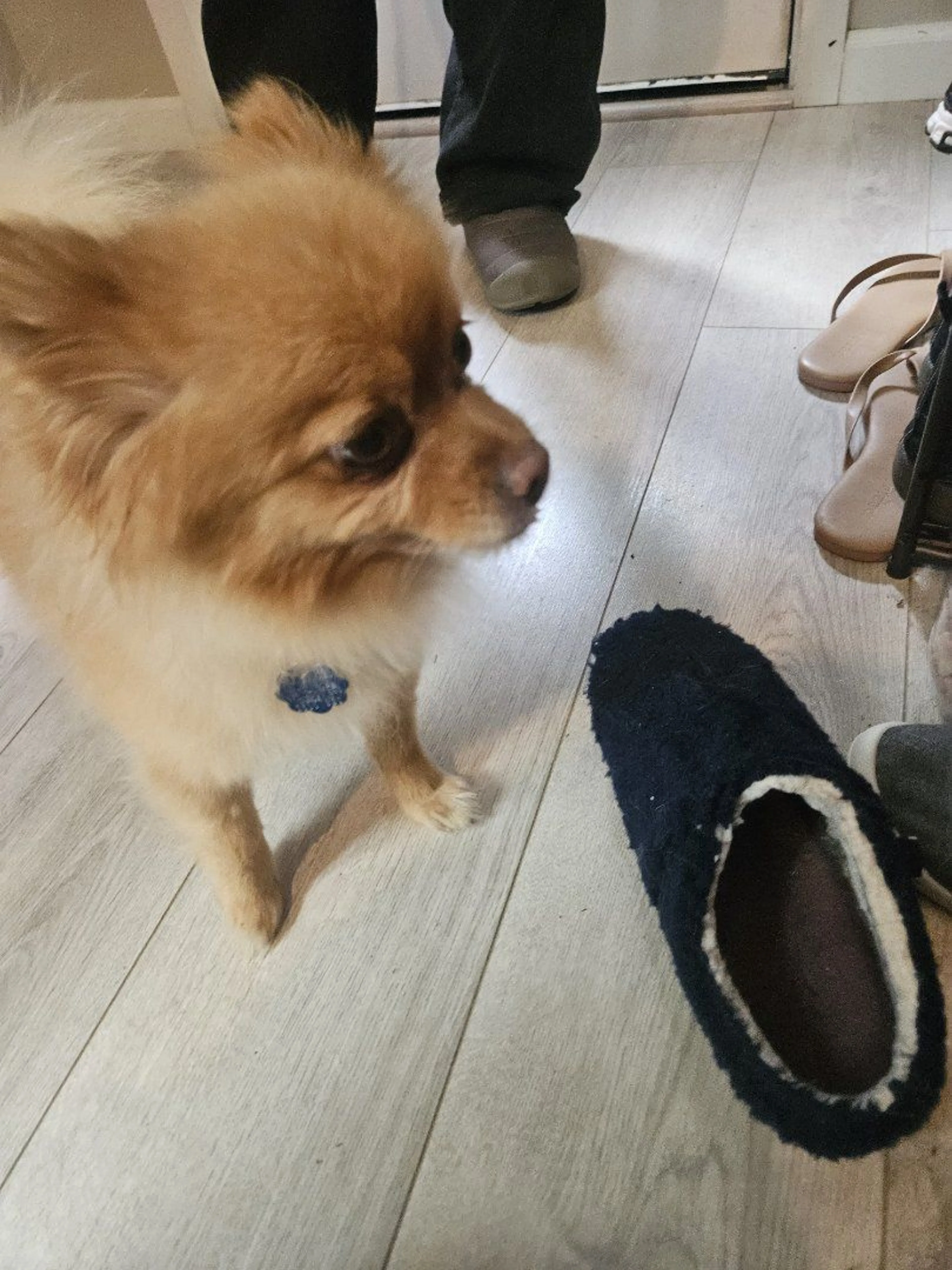 Lost pet-1