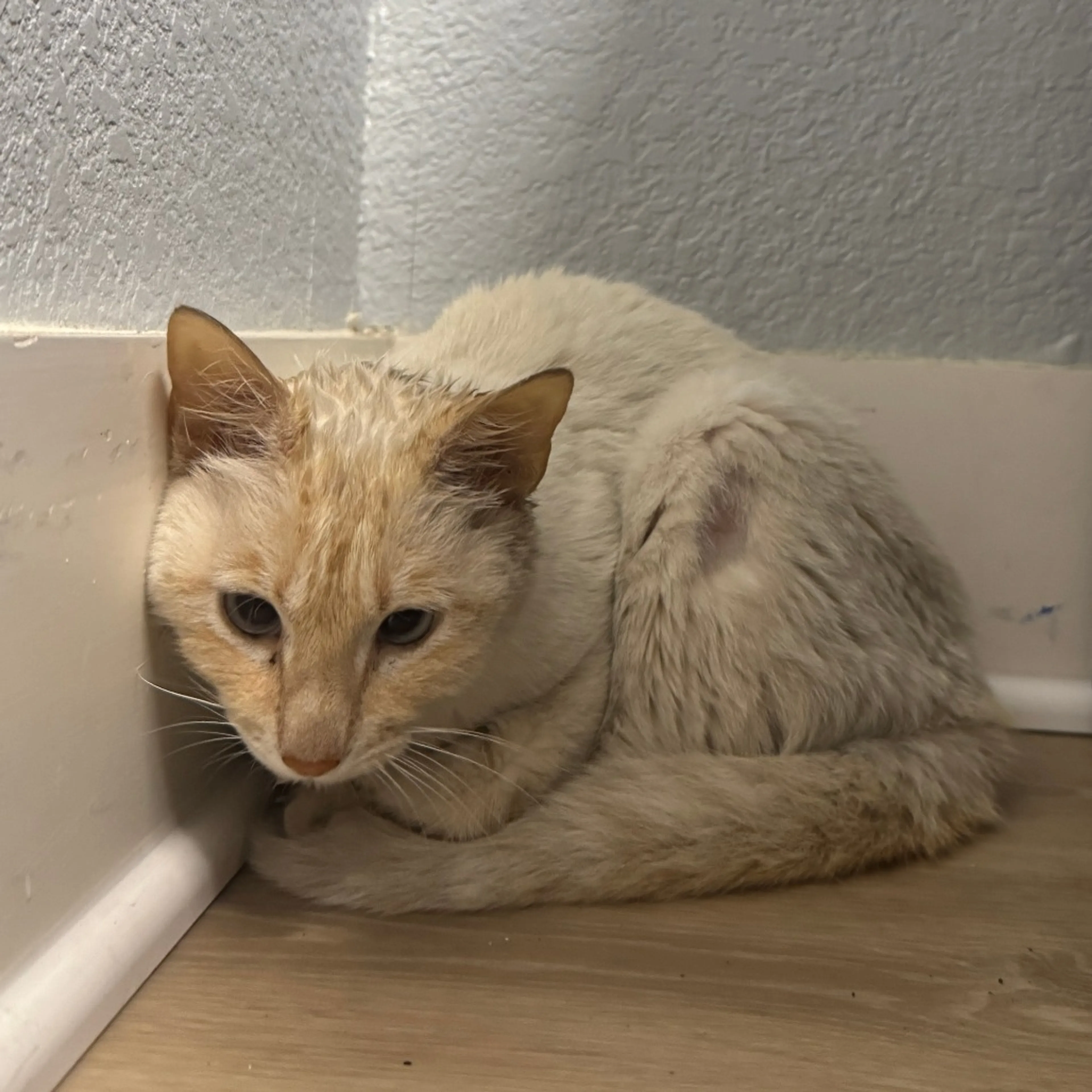 Found pet-1