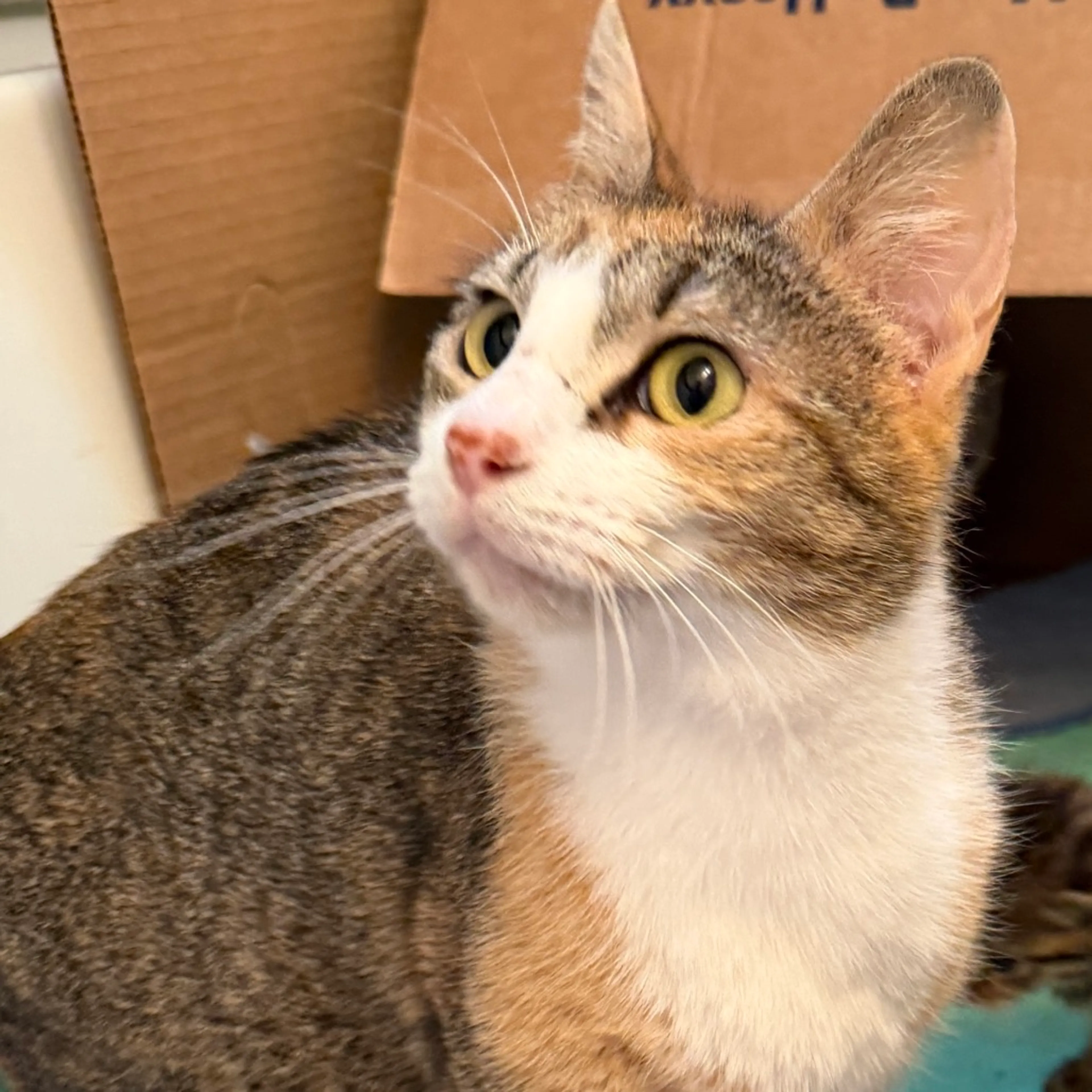 Found pet-1