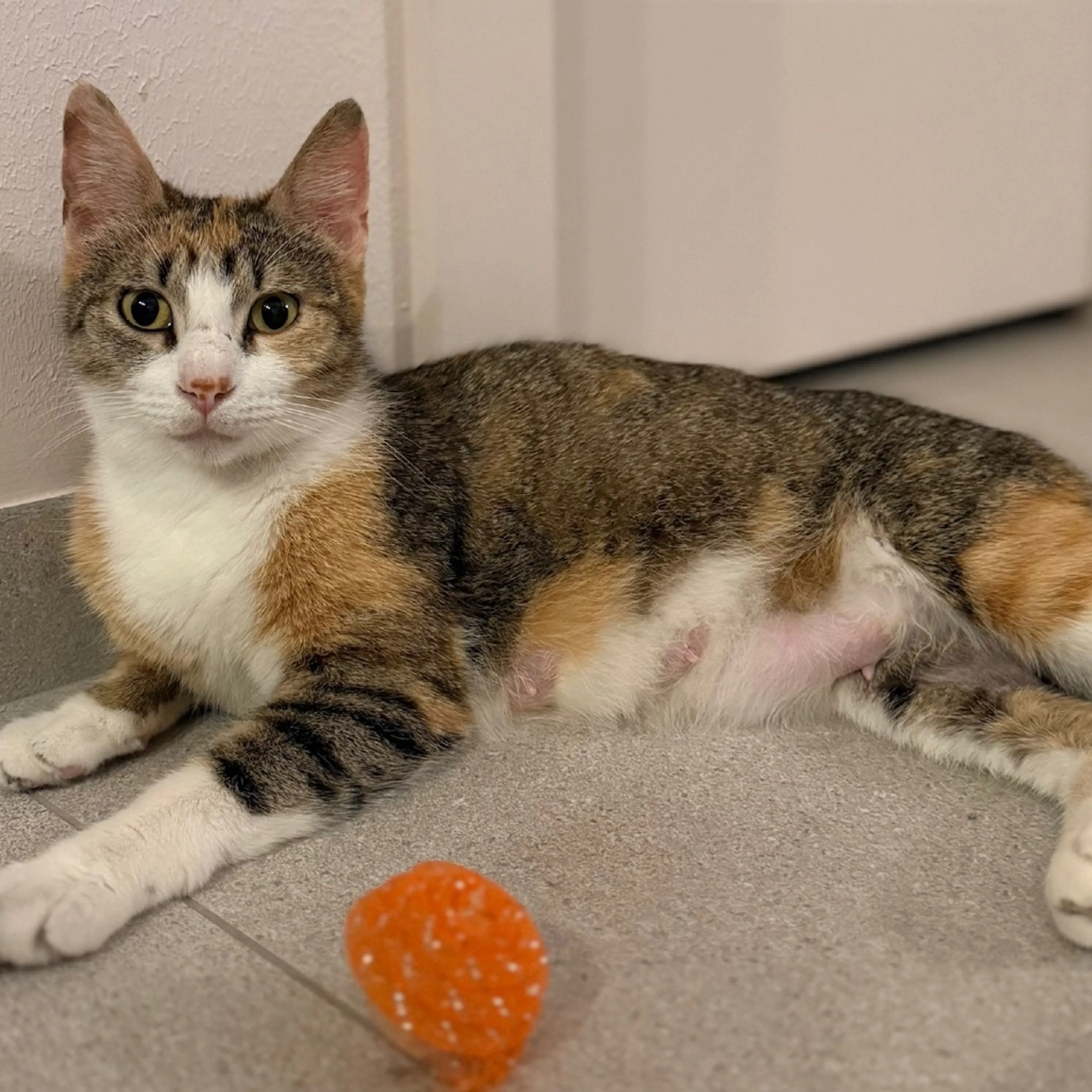 Found pet-3