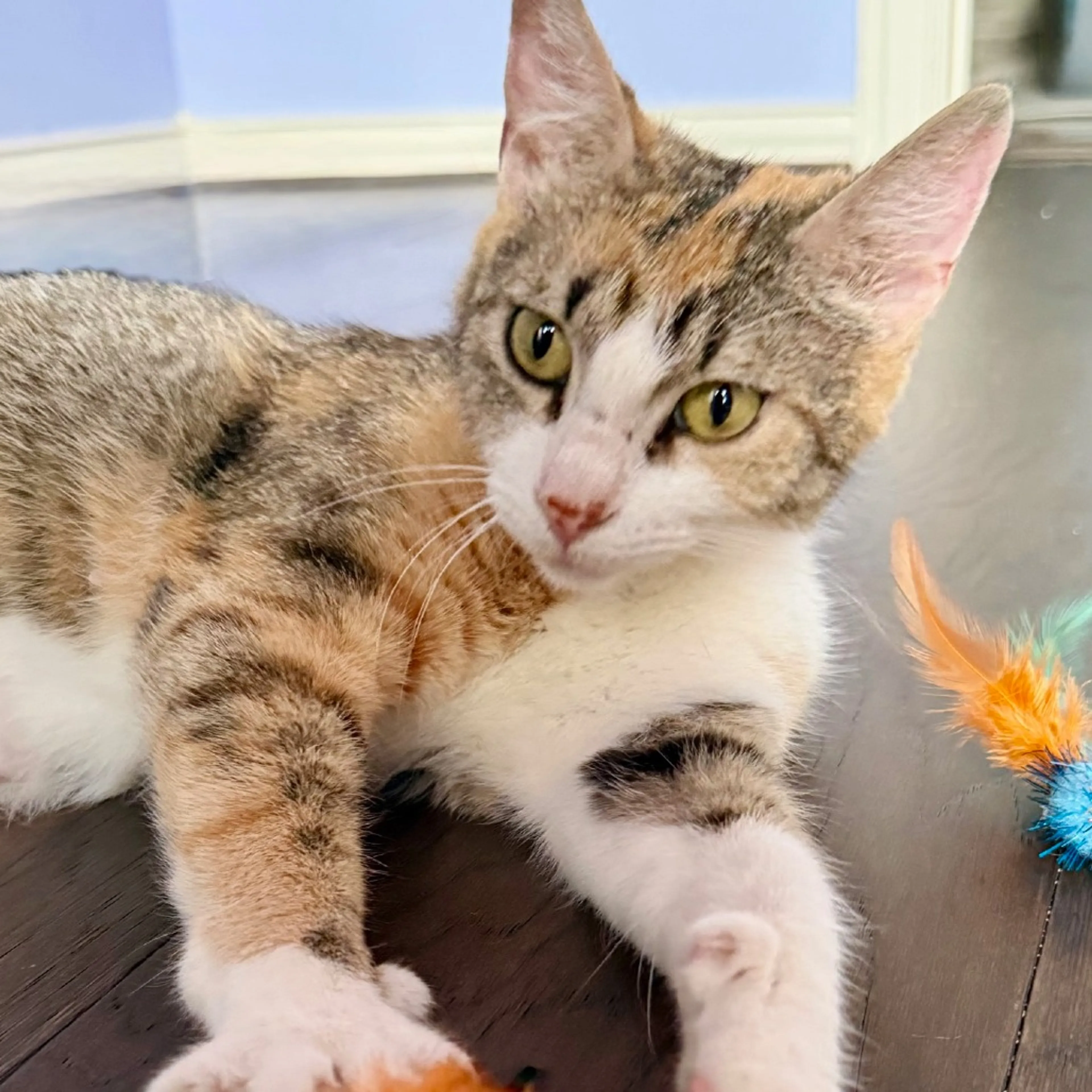 Found pet-4