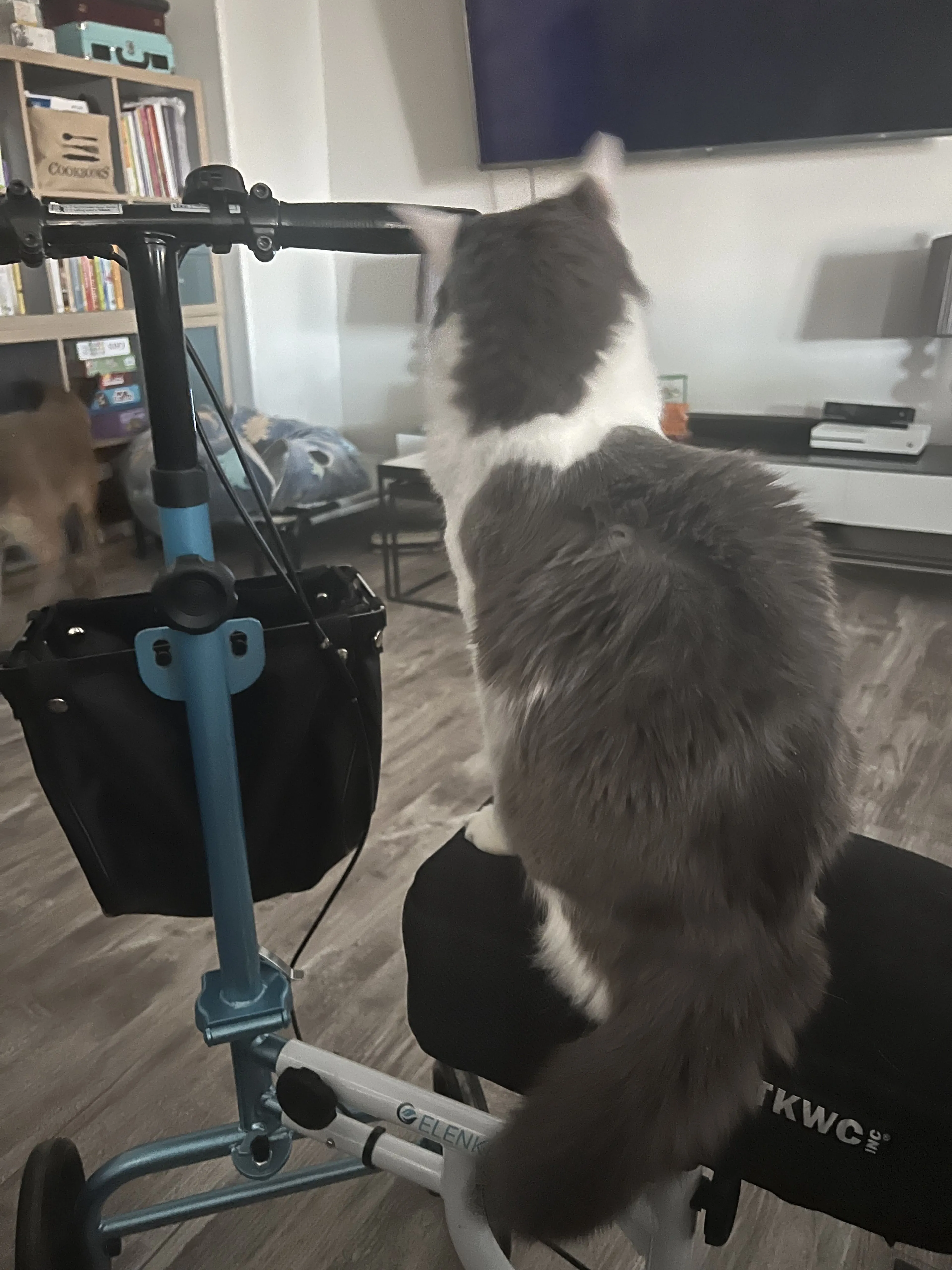 Lost pet-2