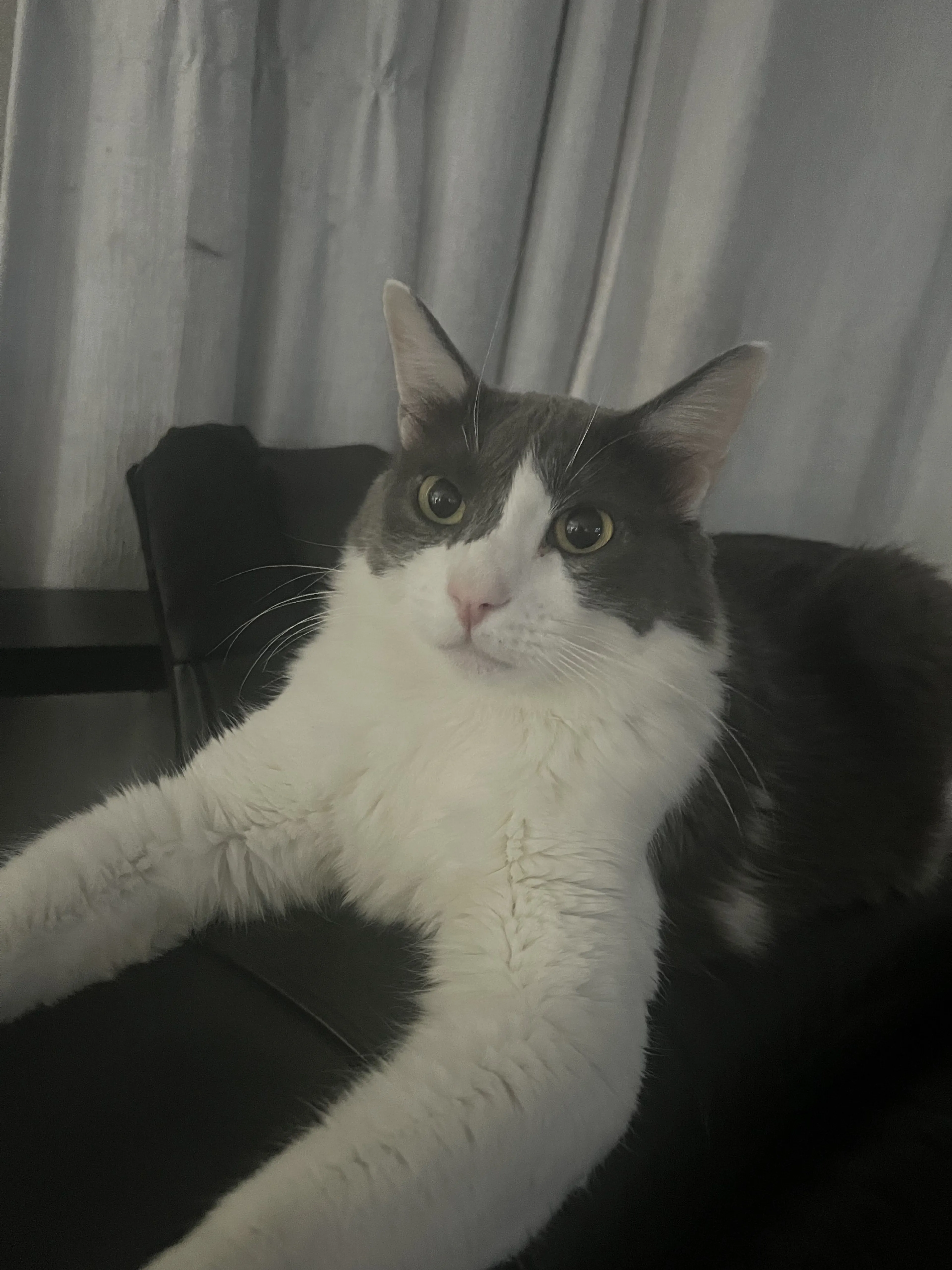 Lost pet-0