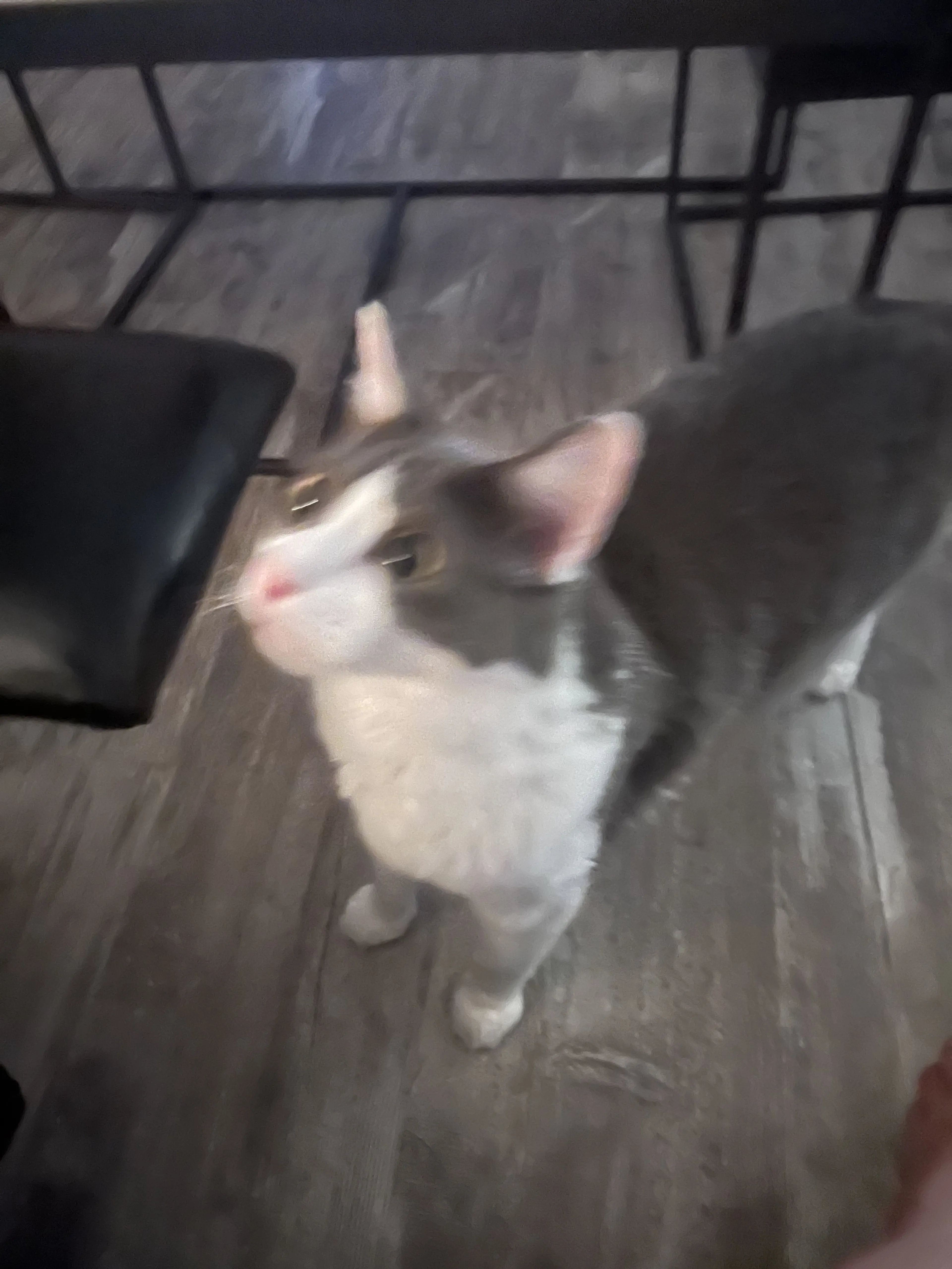 Lost pet-1