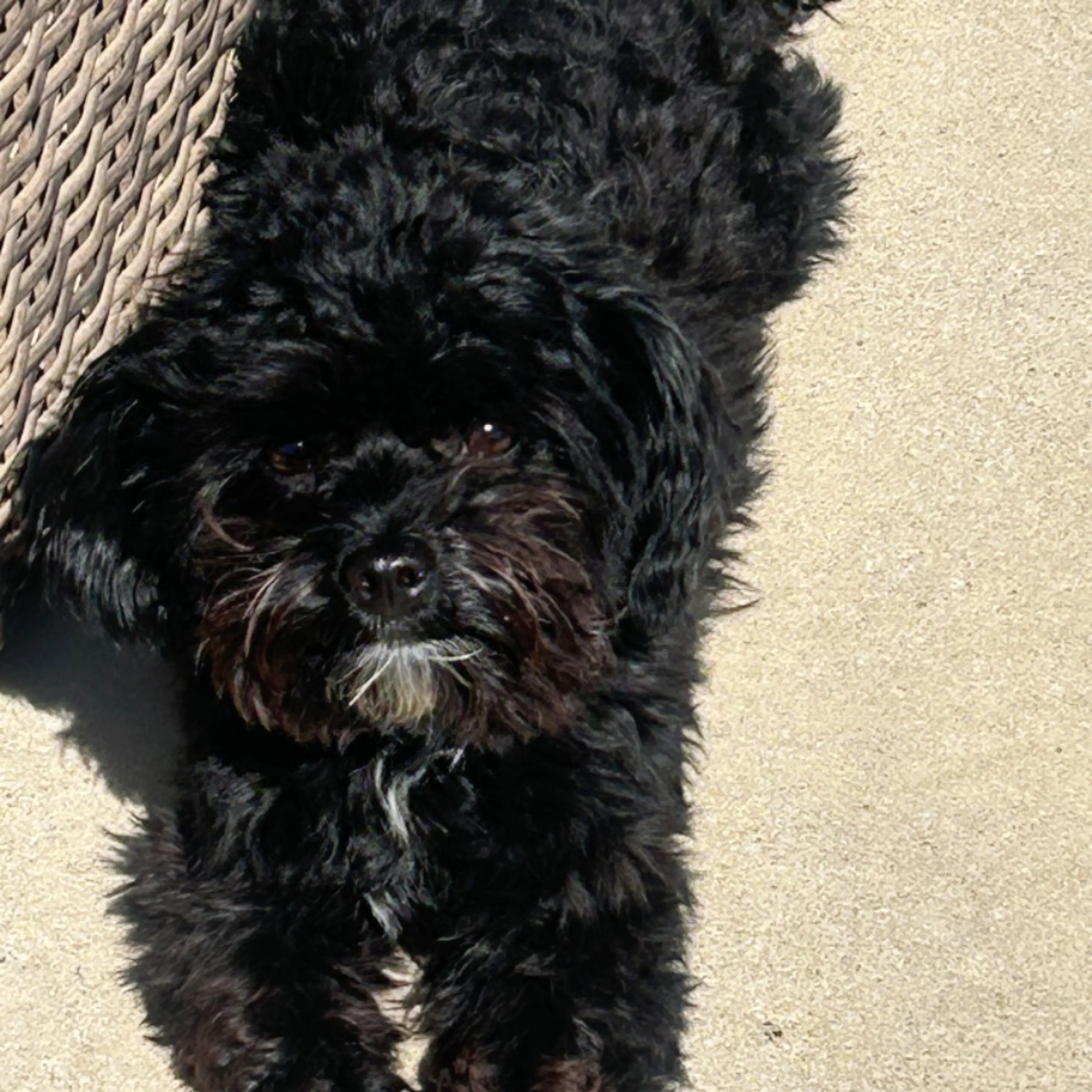 Lost pet-0
