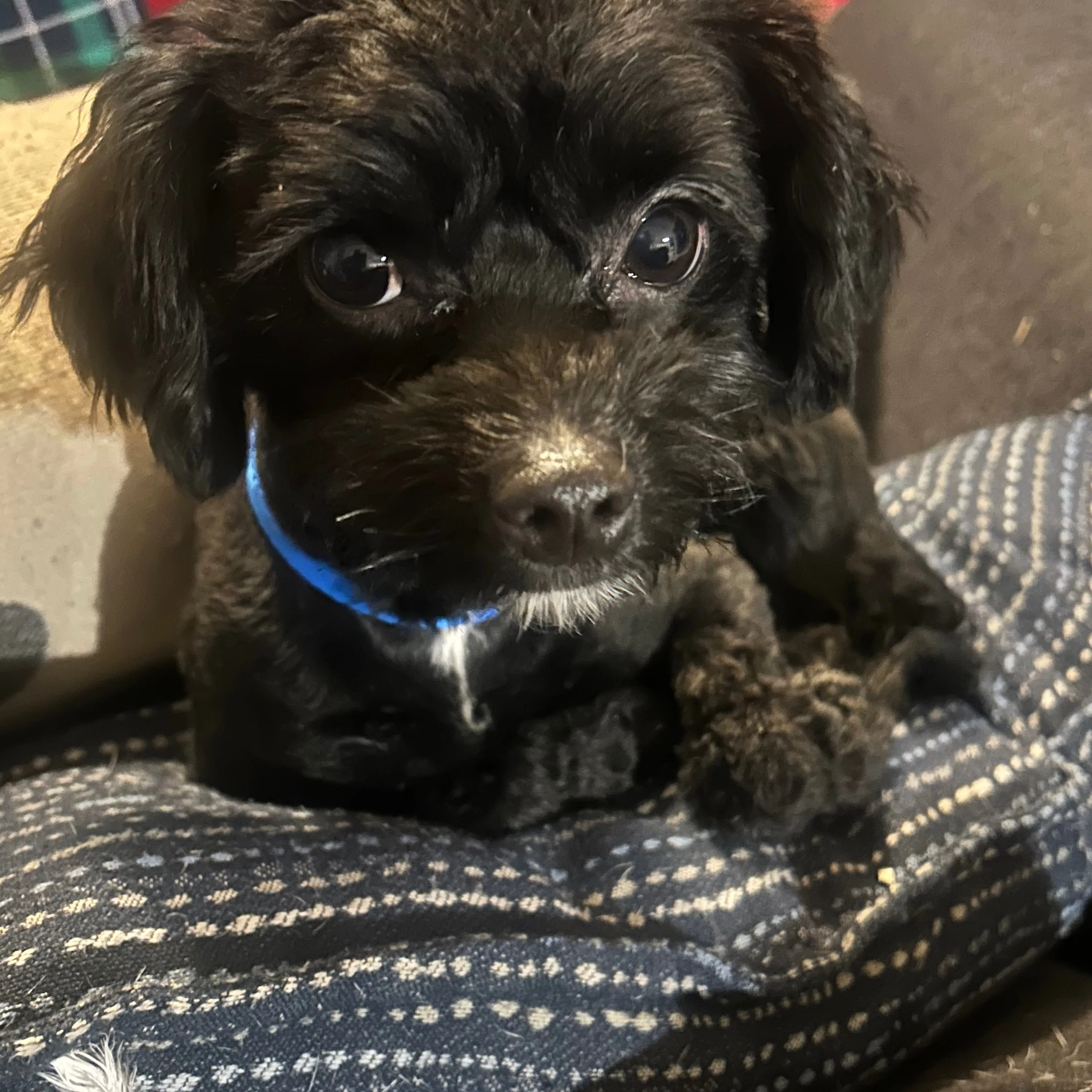 Lost pet-1