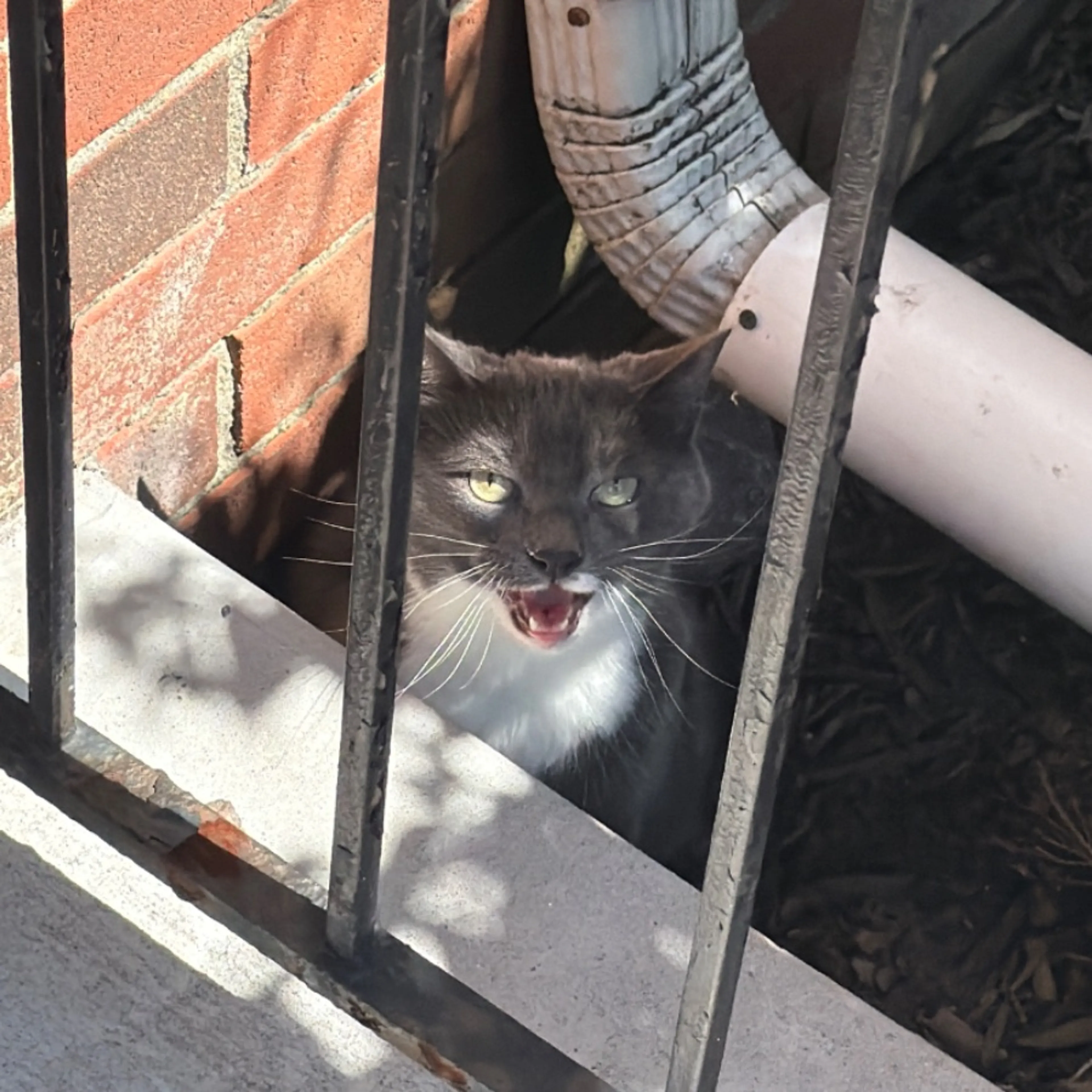 Found pet-0