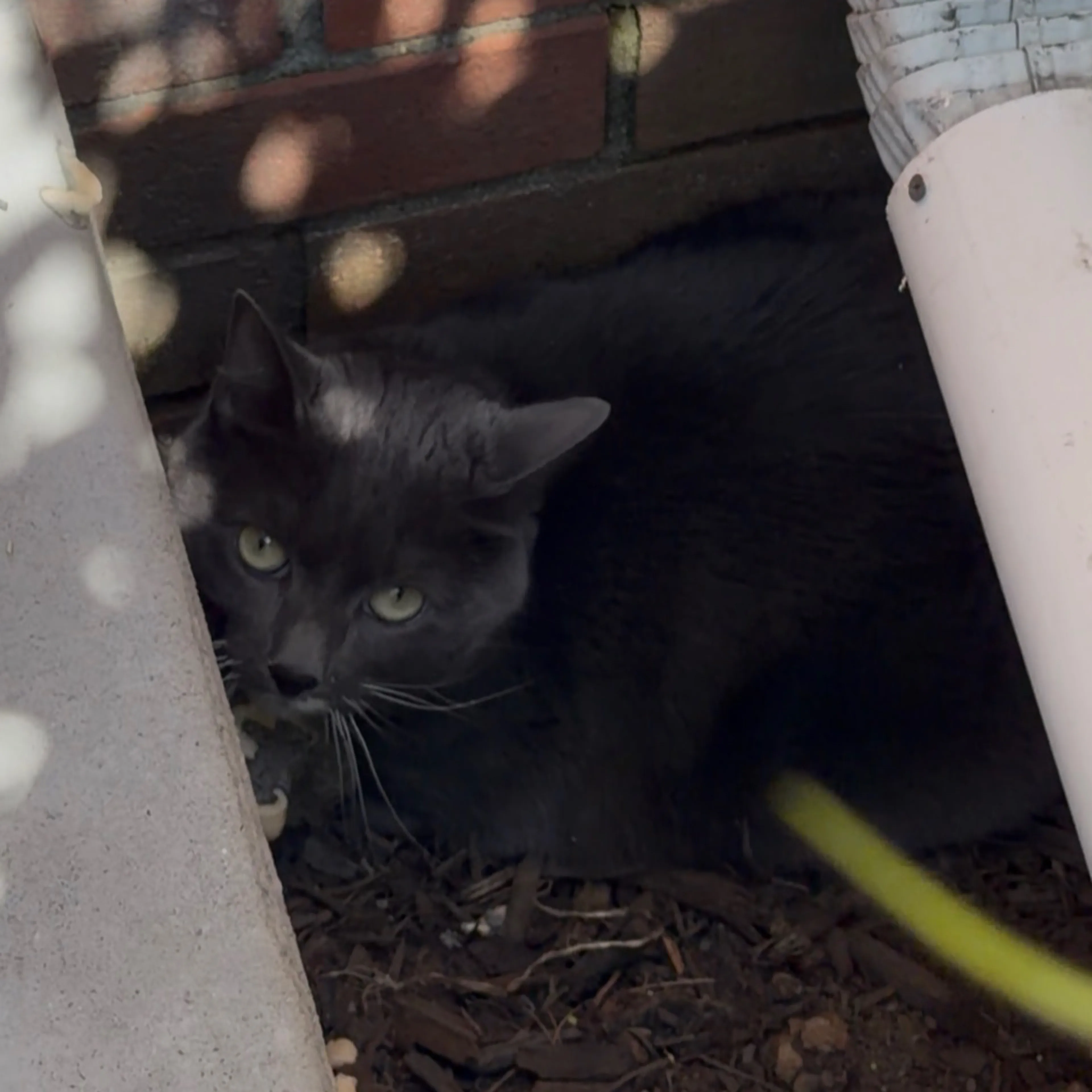 Found pet-1