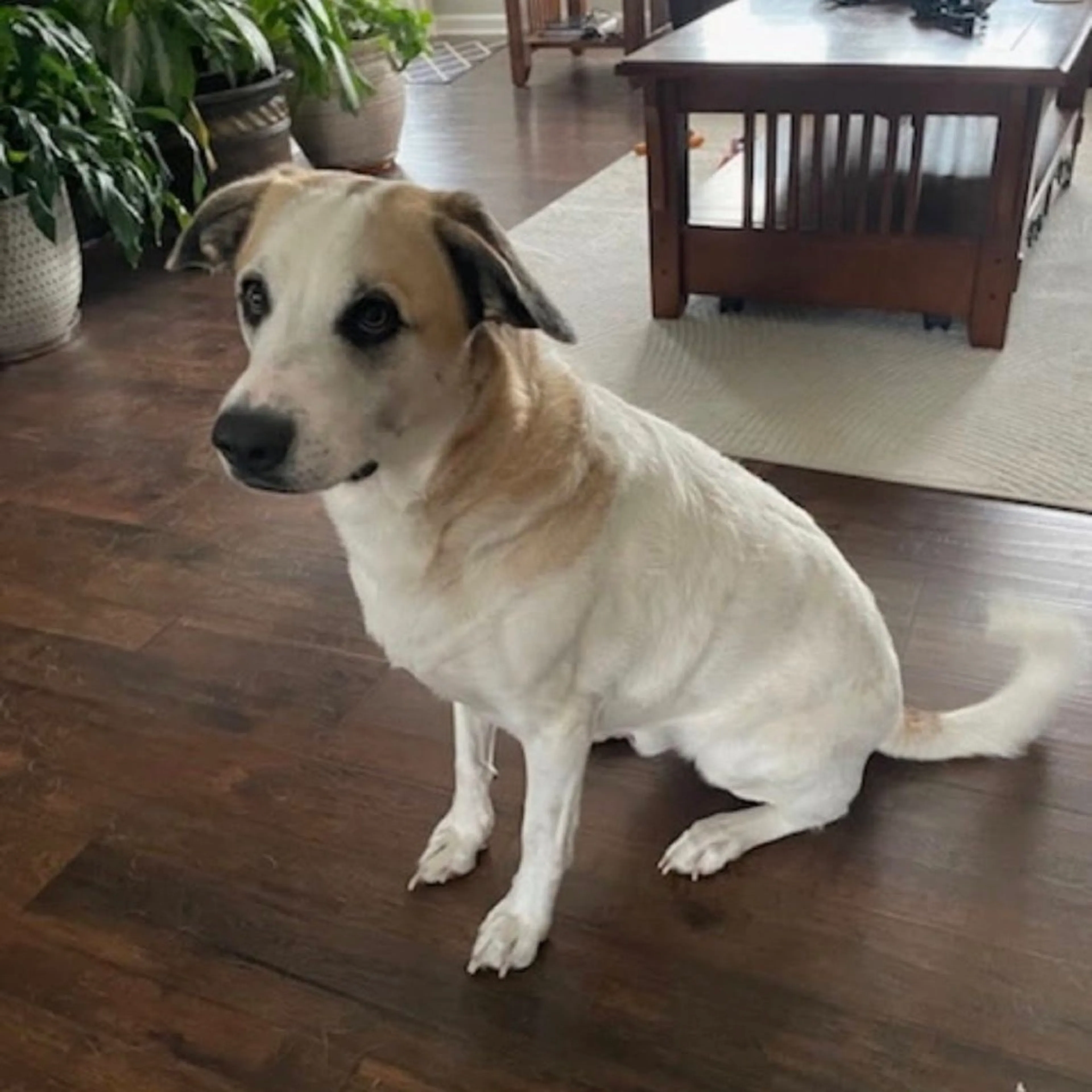 Found pet