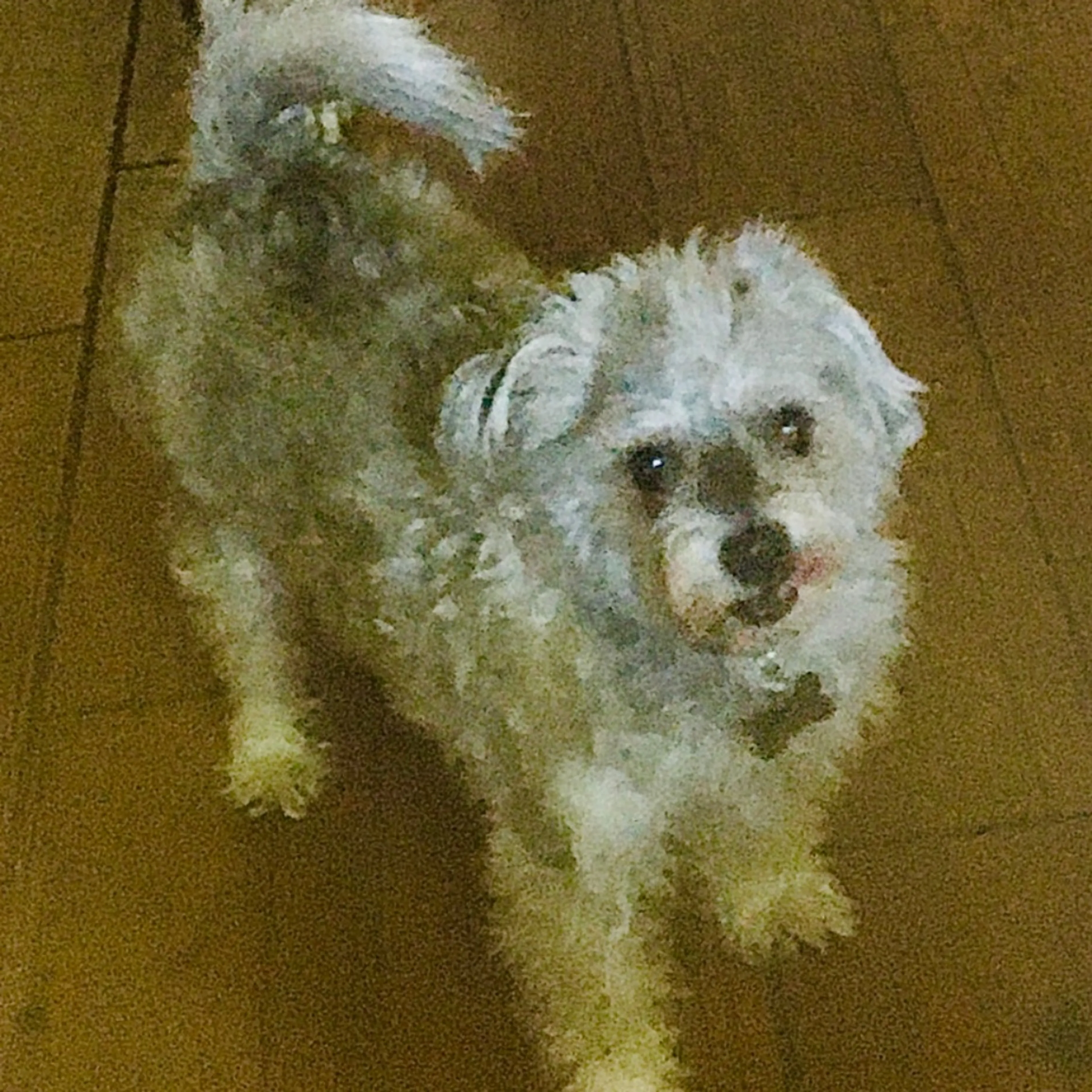 Lost pet