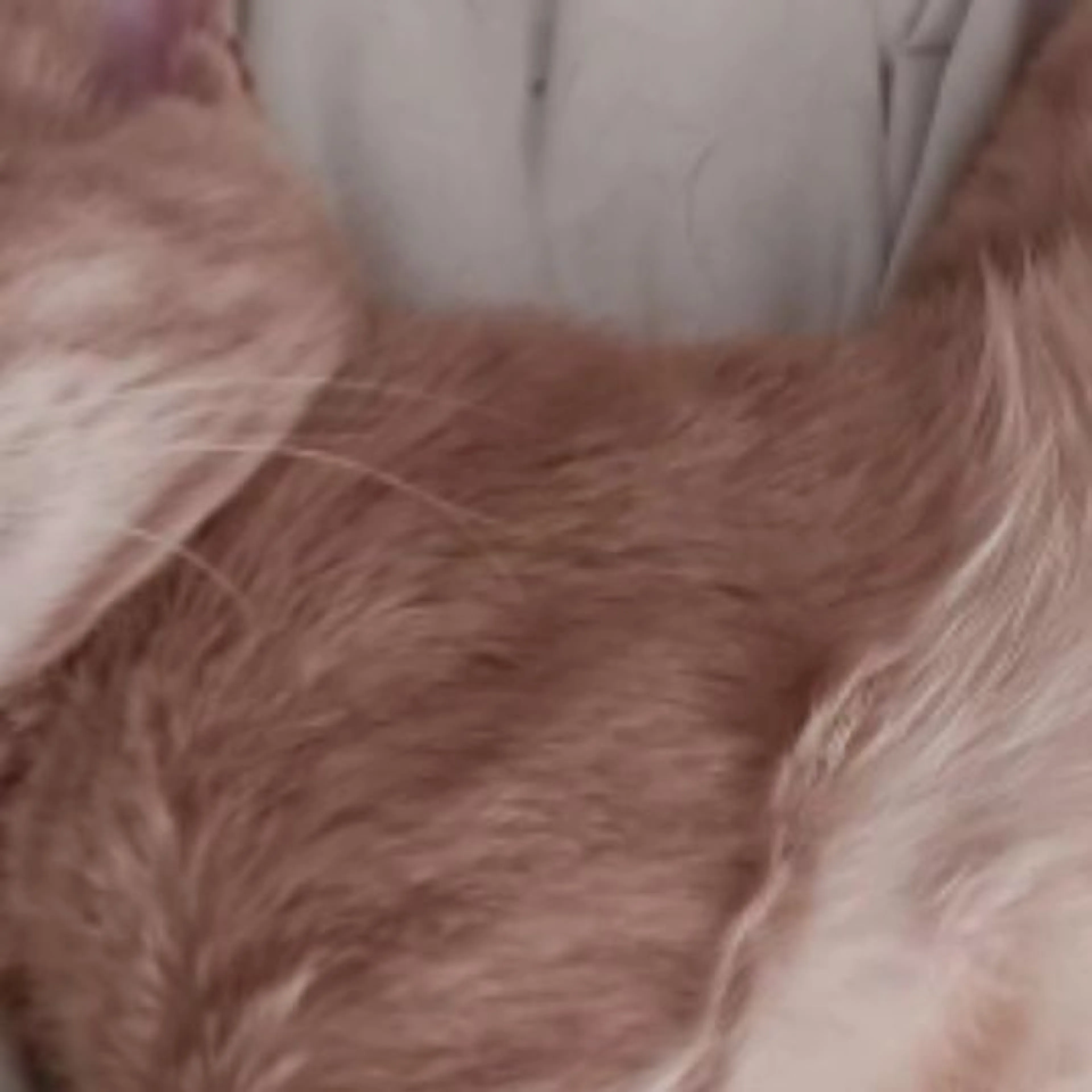 Lost pet
