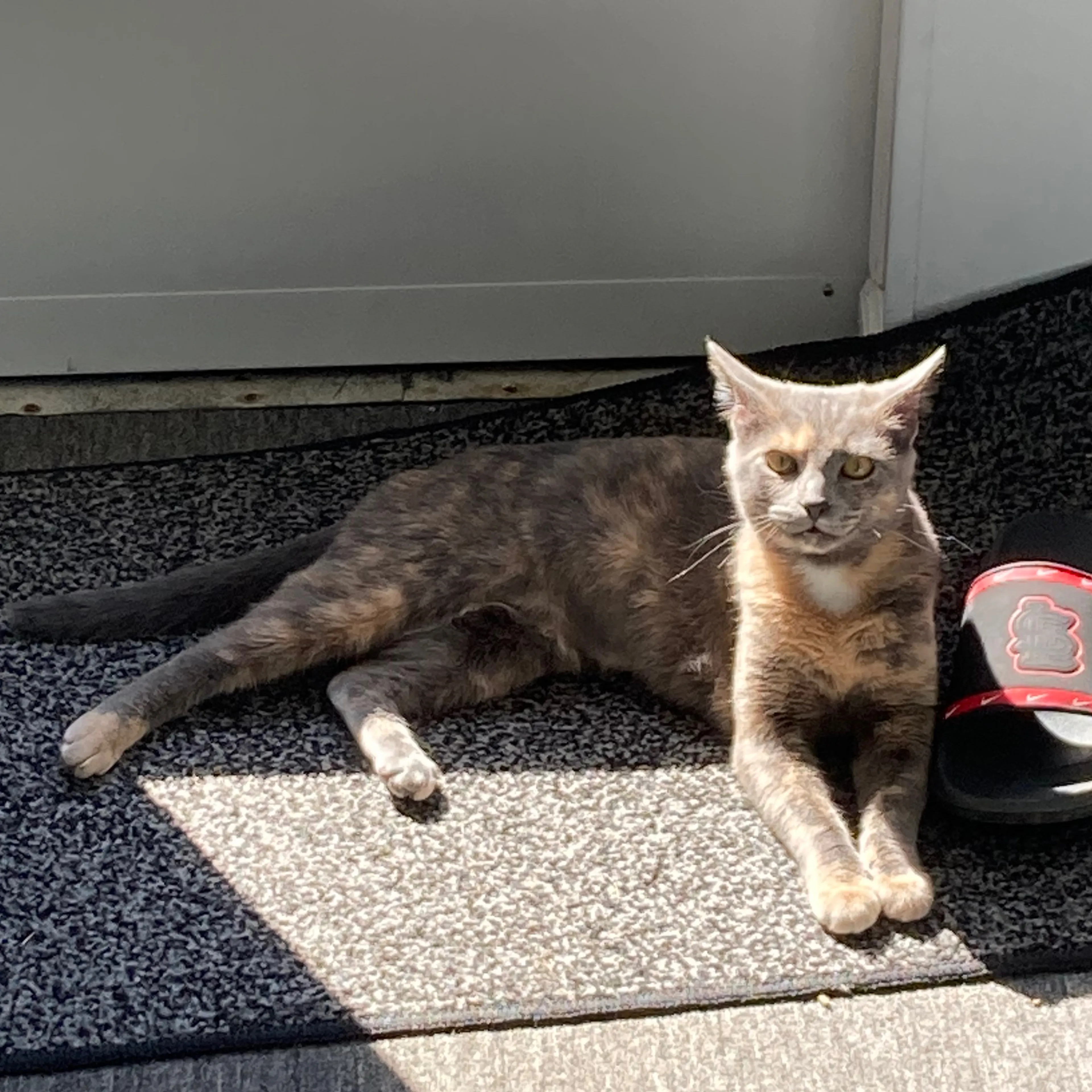 Lost pet-1