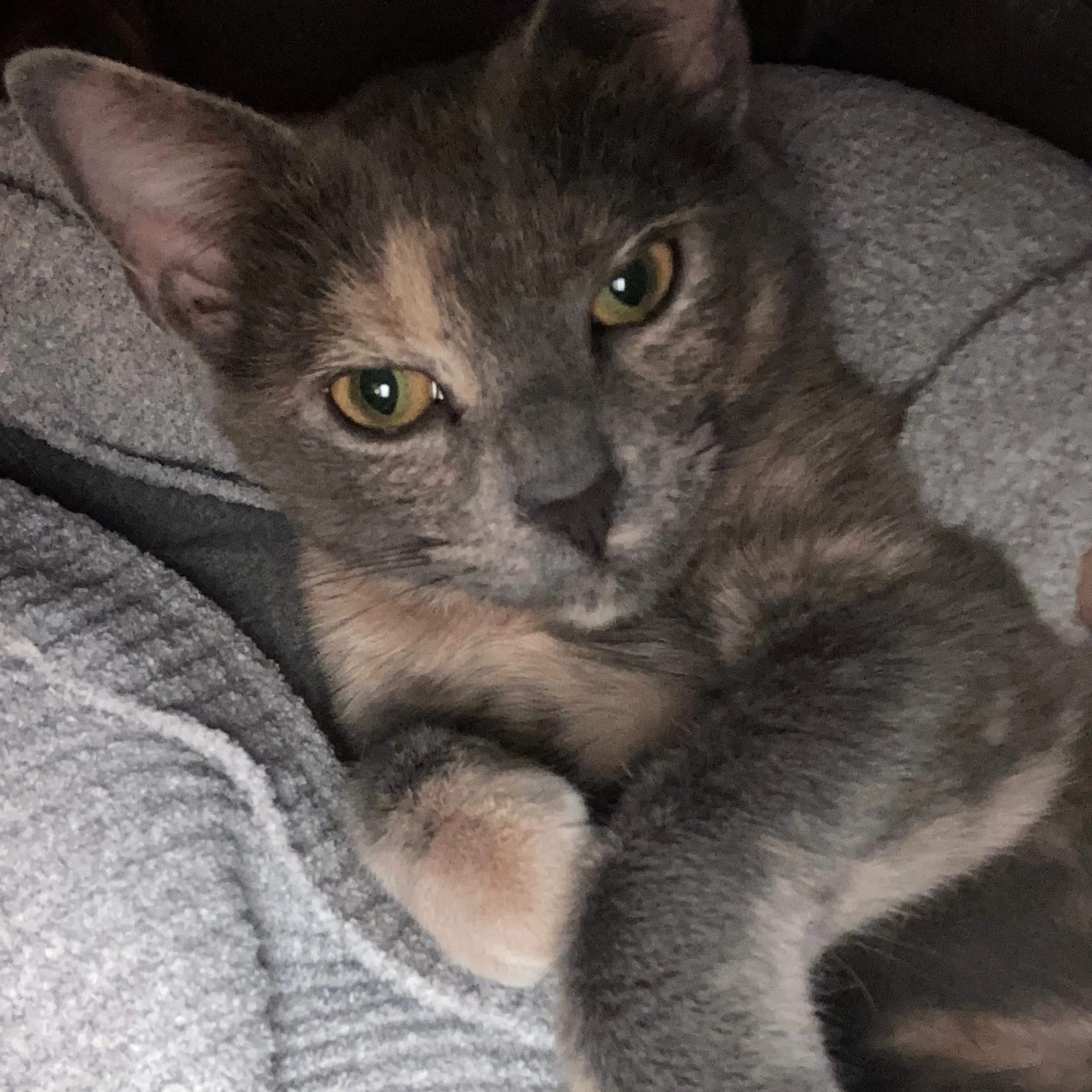 Lost pet-2