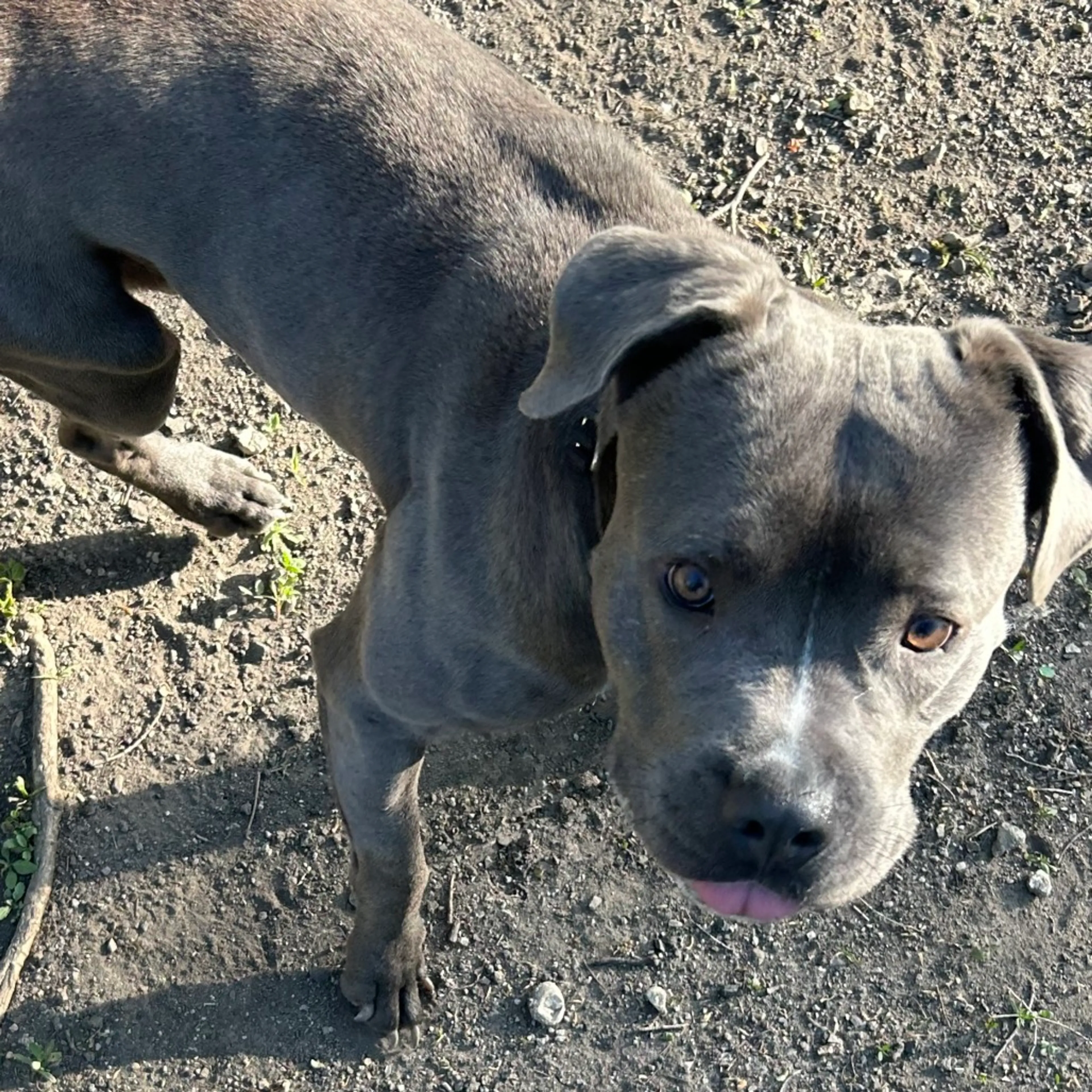 Found pet-2