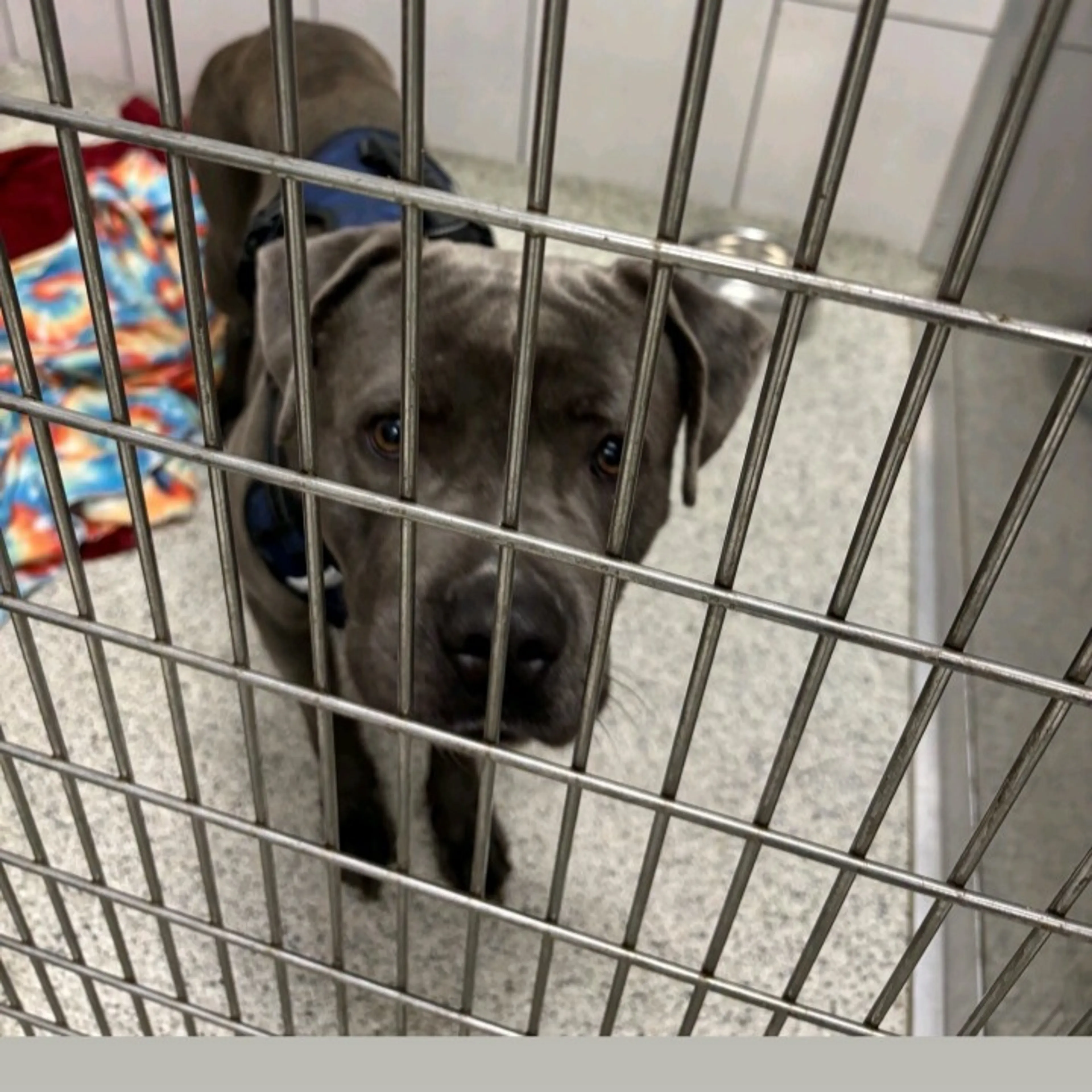 Found pet-1