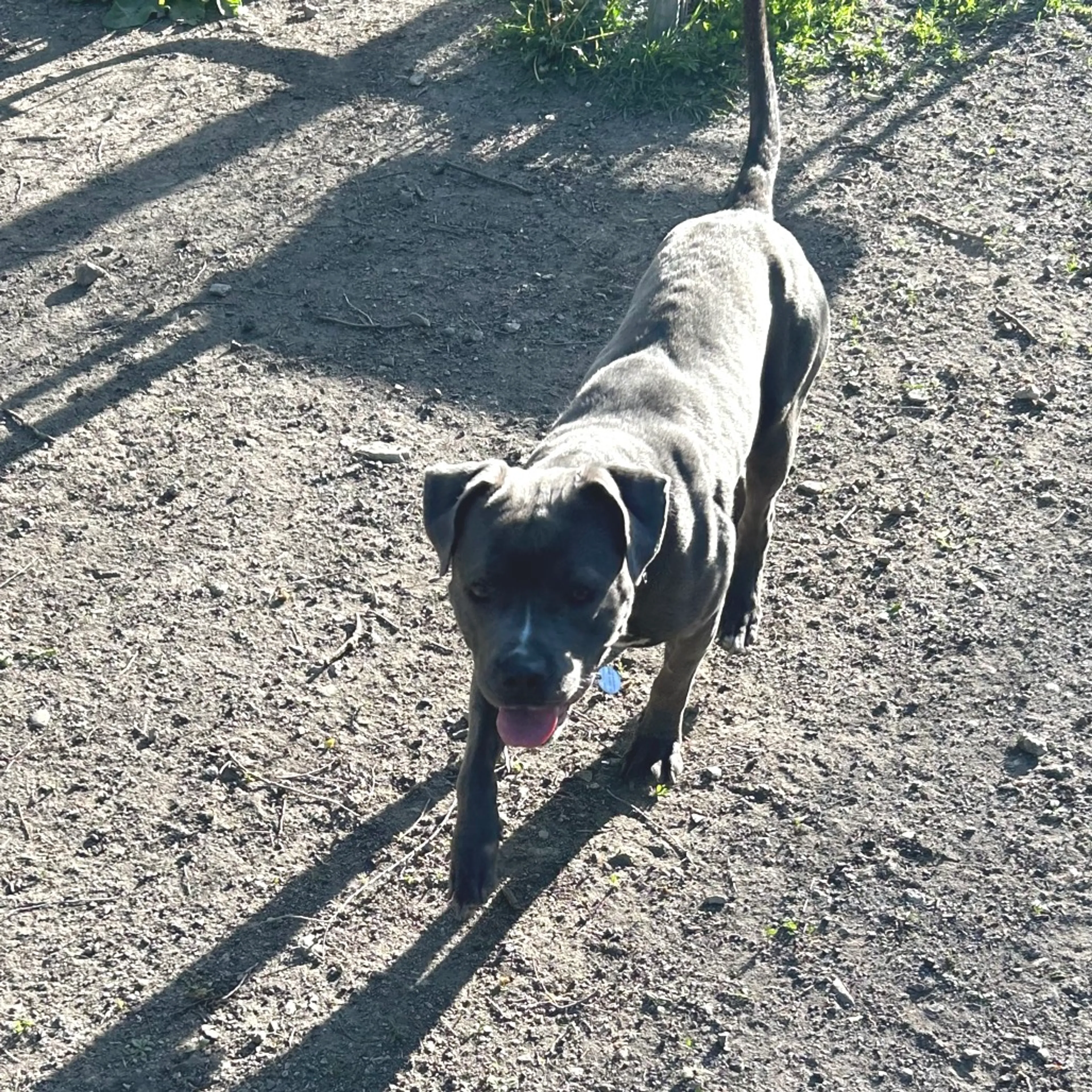 Found pet-3