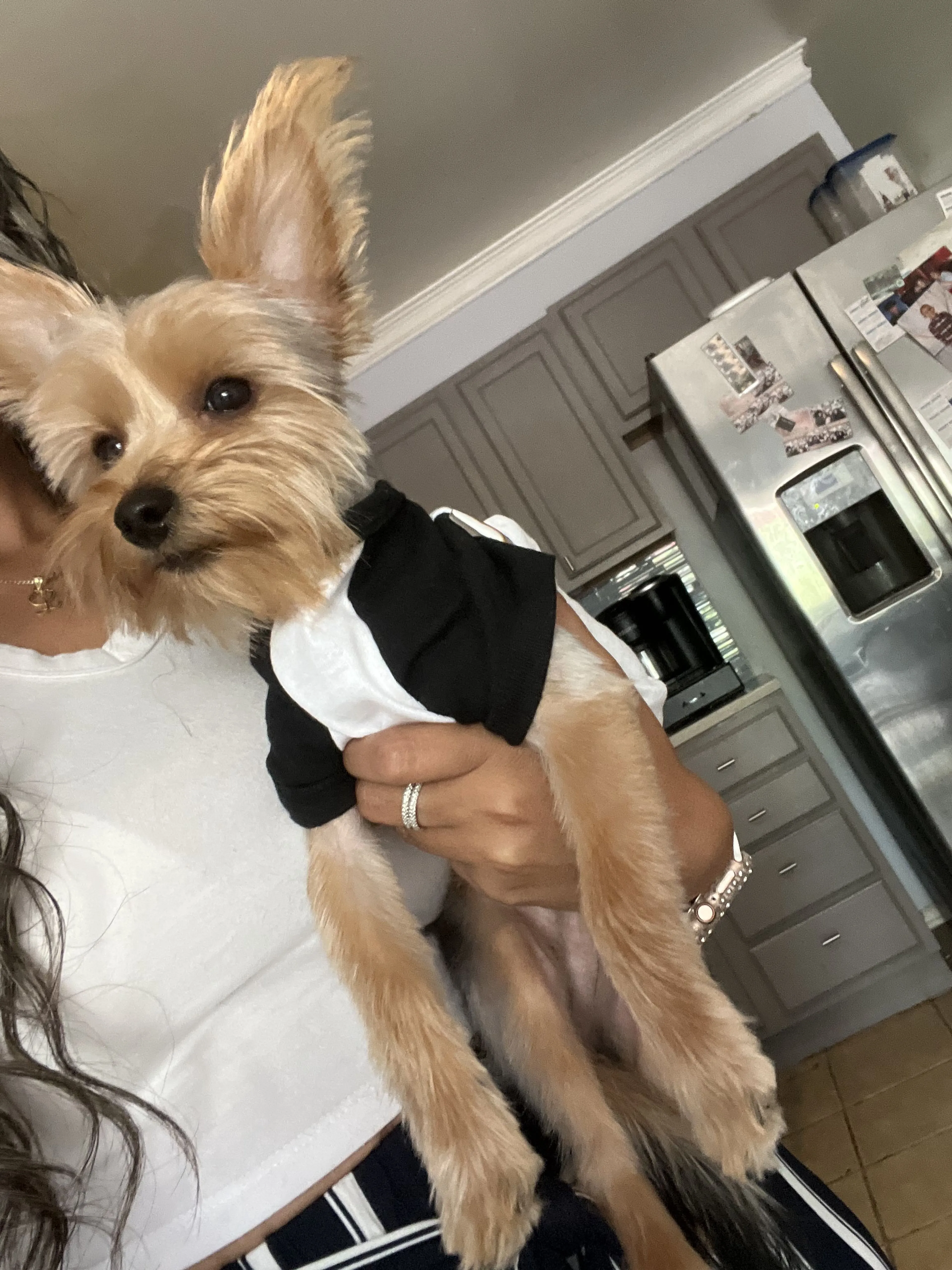 Lost pet