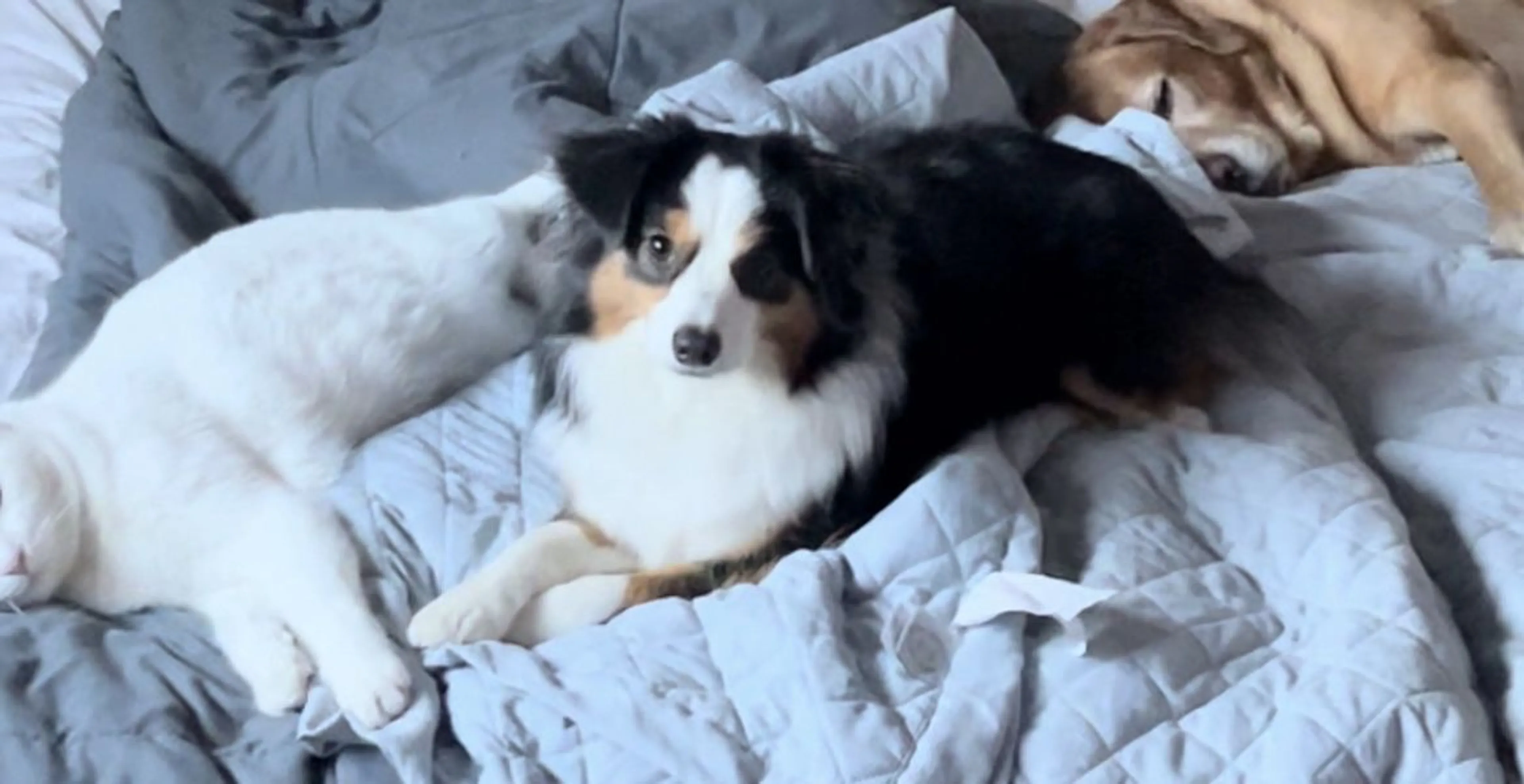 Lost pet
