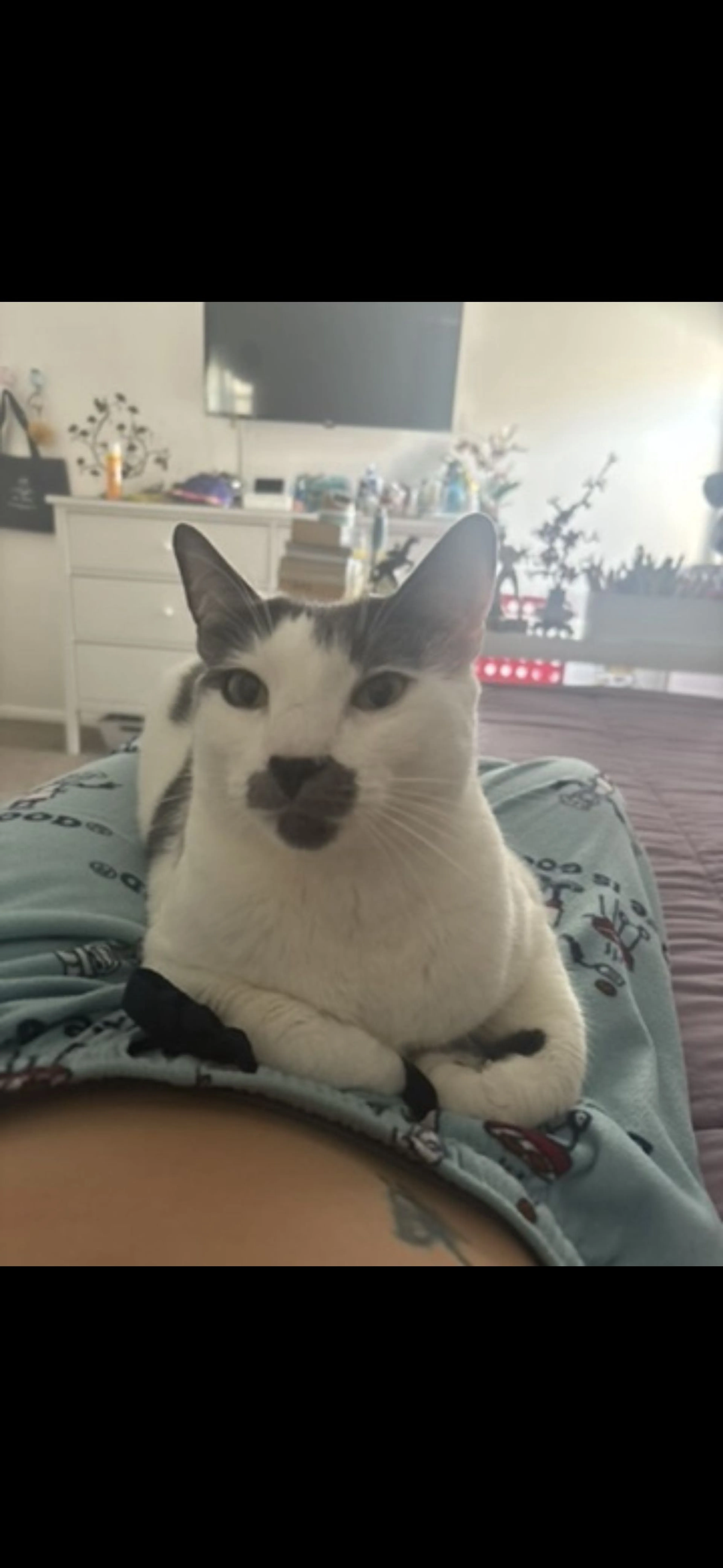 Lost pet-2