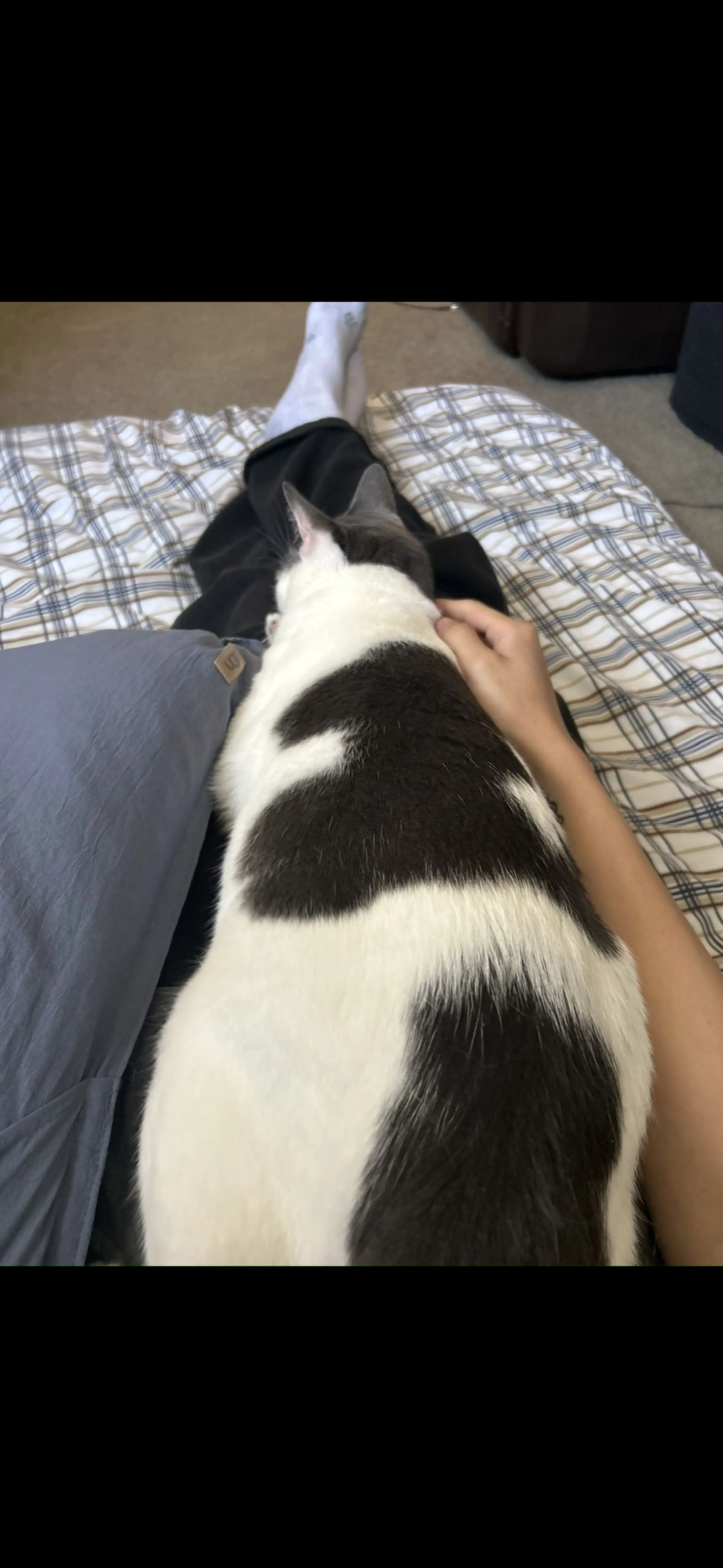 Lost pet-1