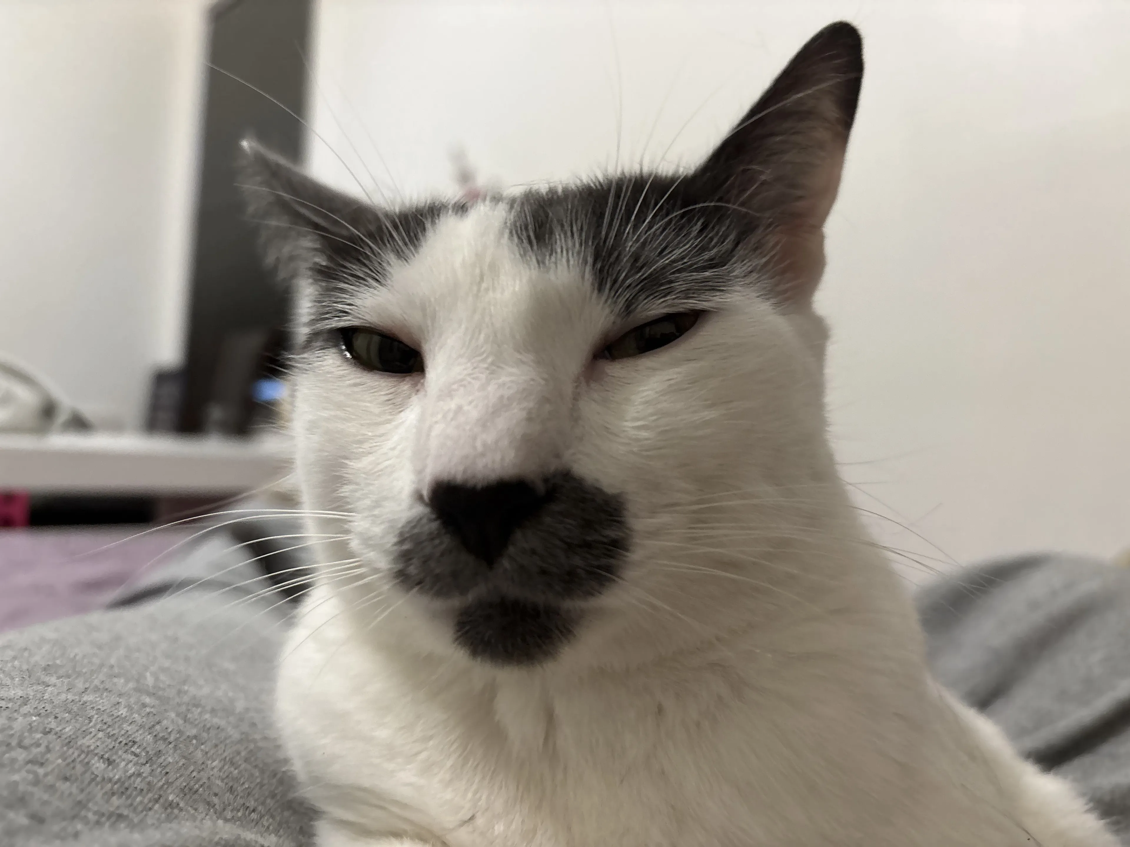 Lost pet-3