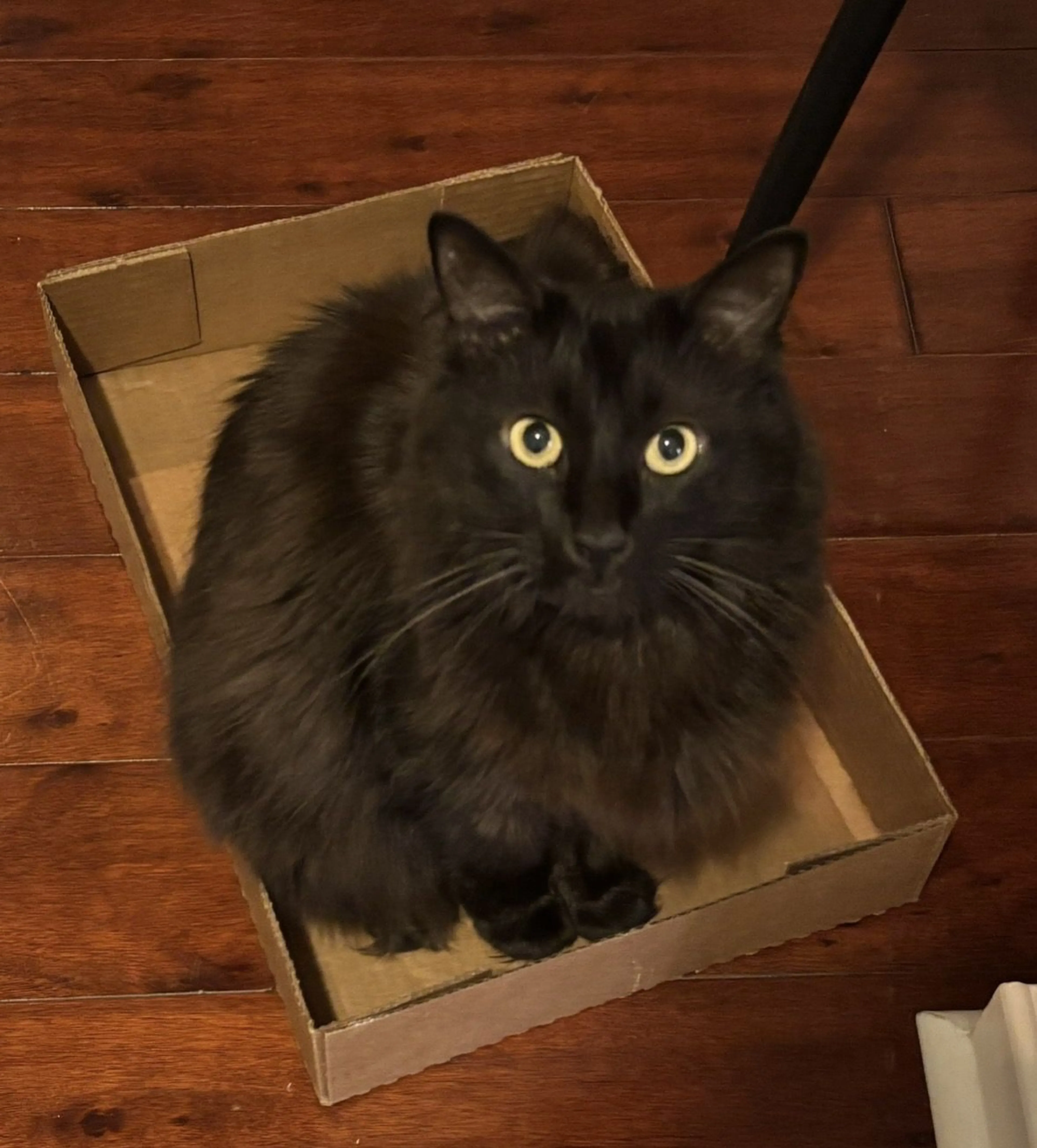 Lost pet