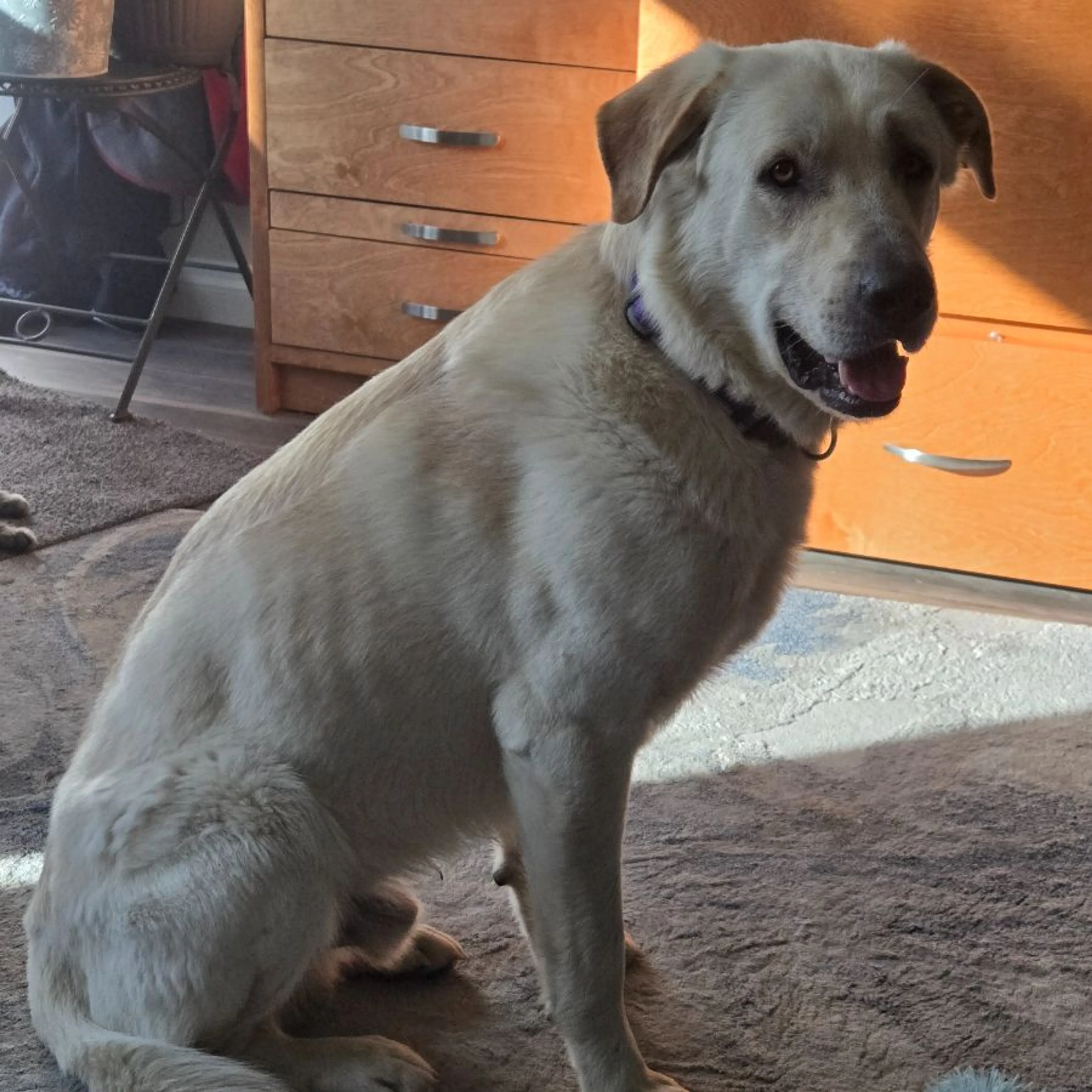 Found pet