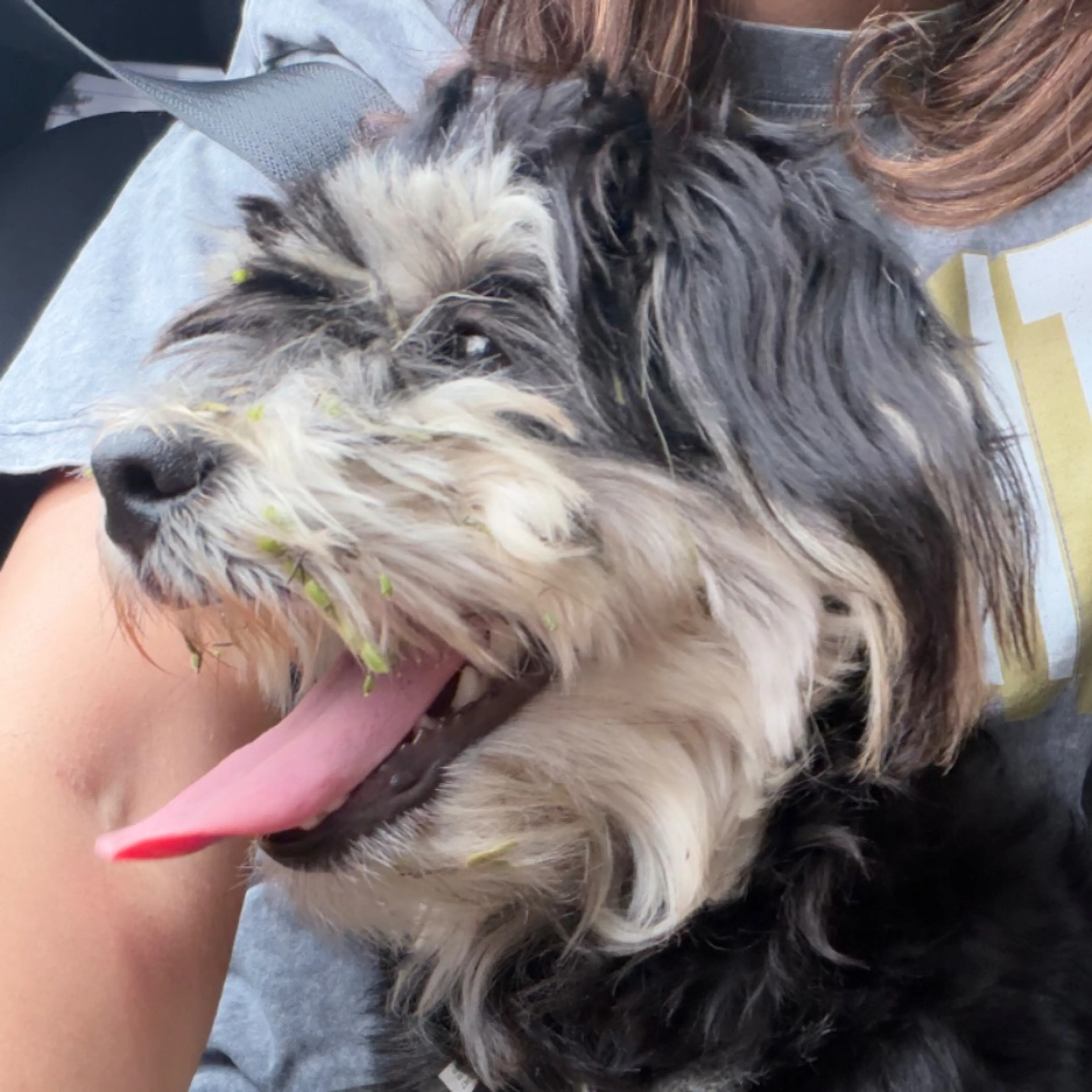 Found pet