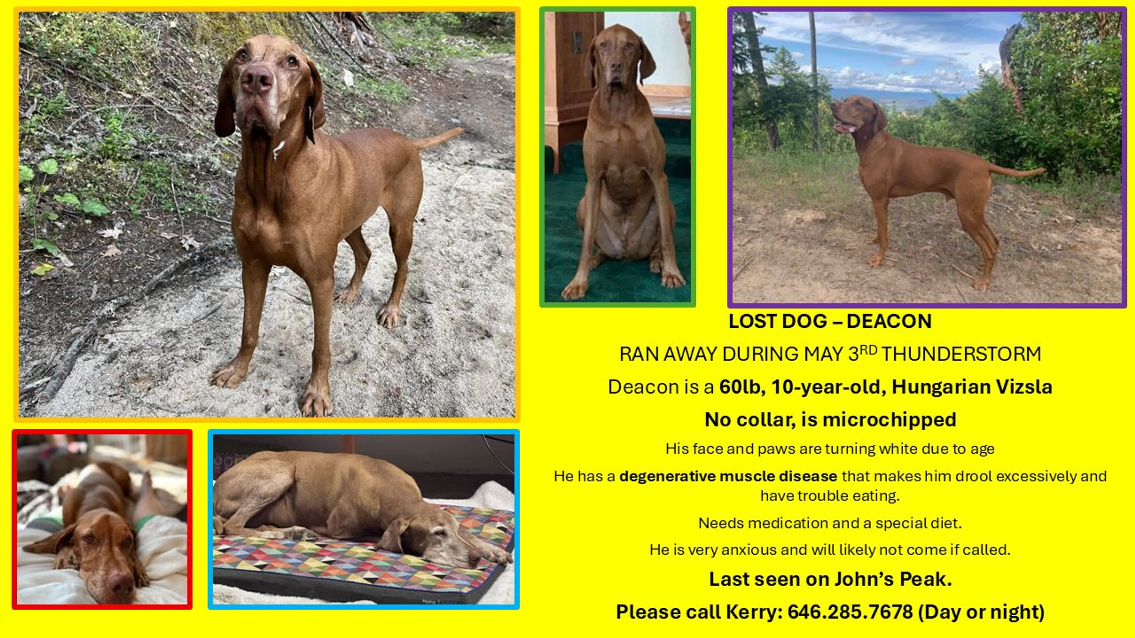 Lost pet