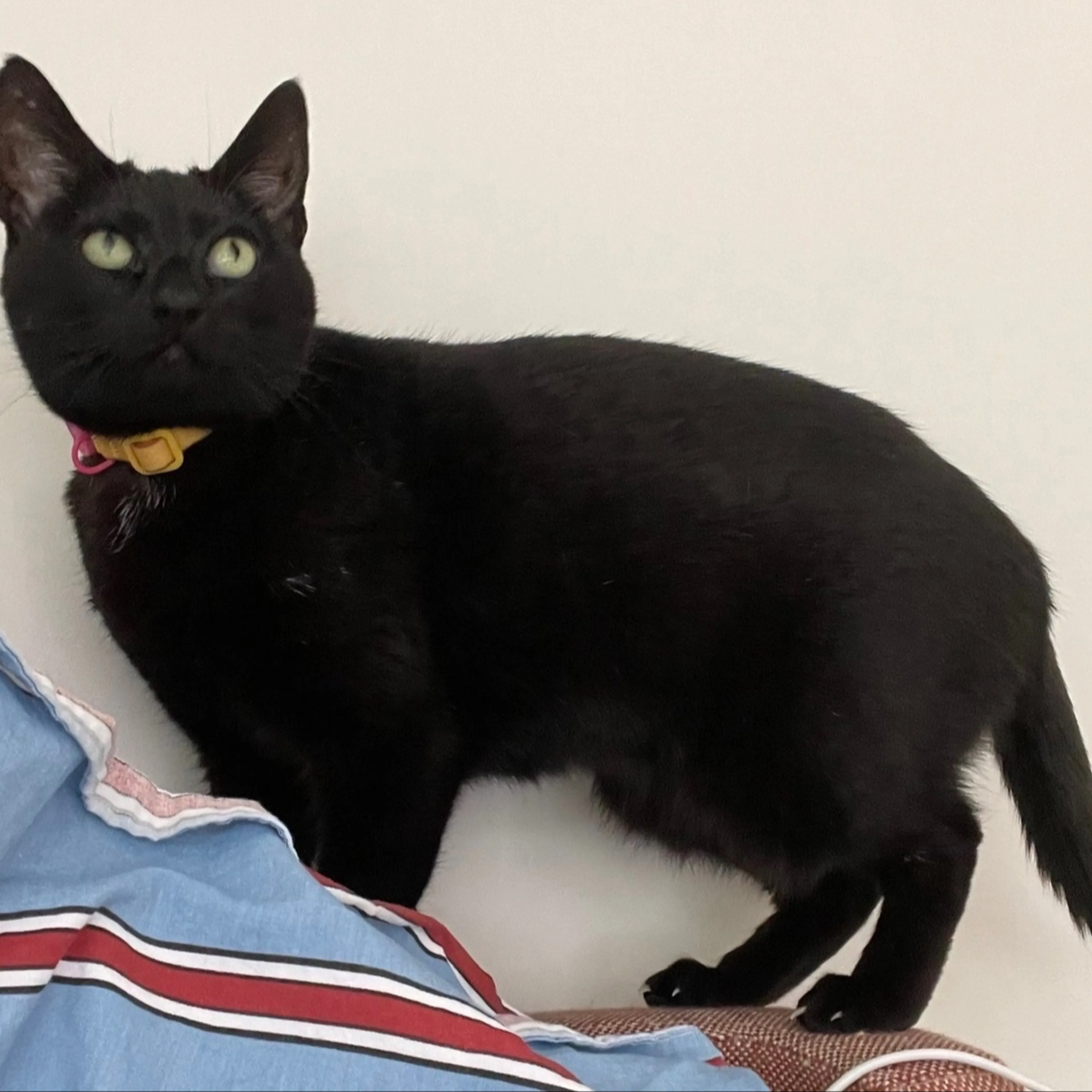 Lost pet-1