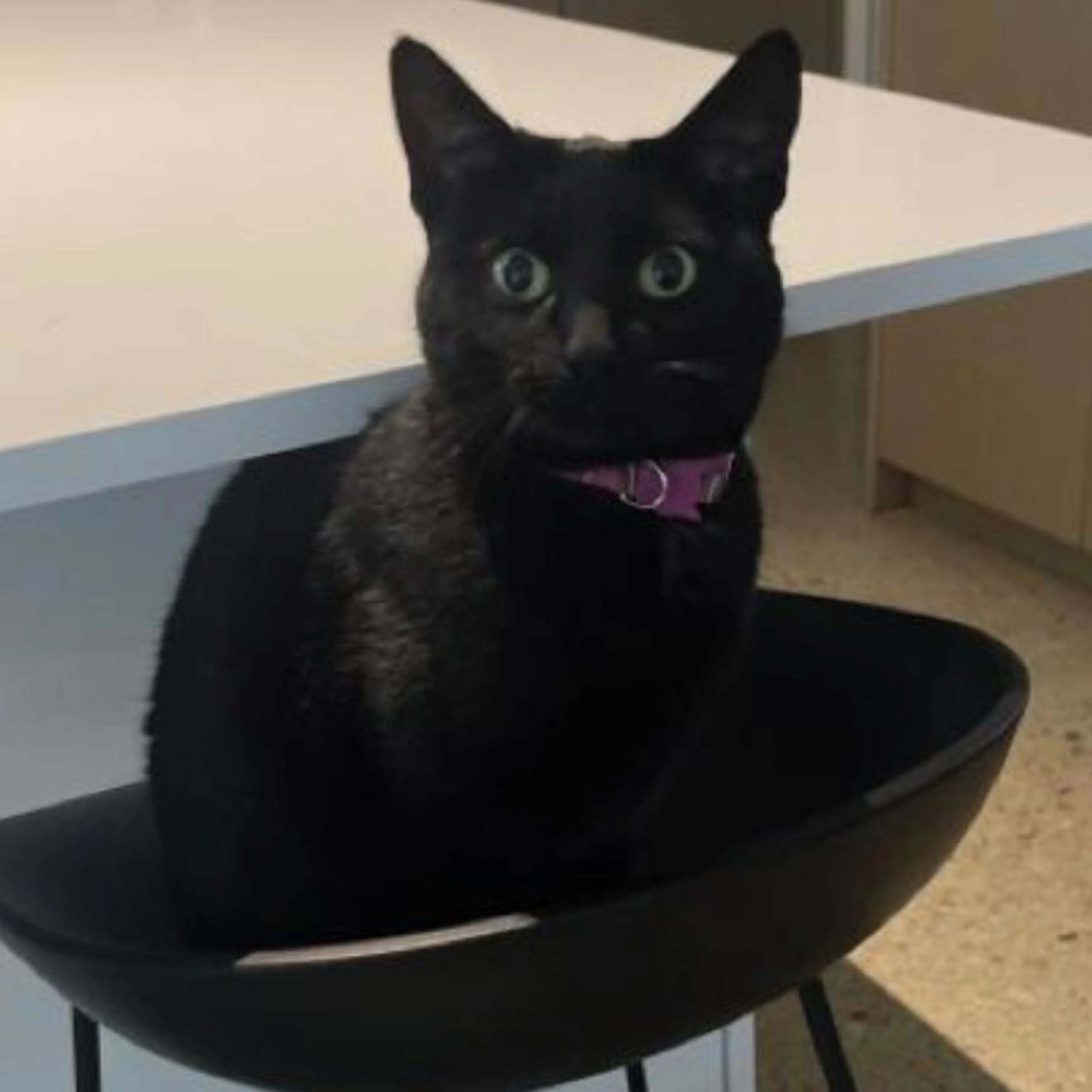 Lost pet-0